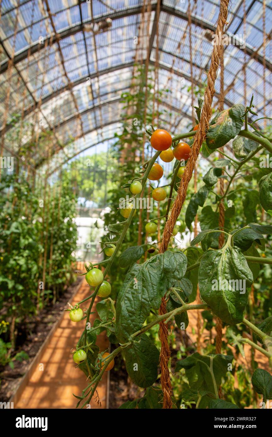 Greenhouse with climbing cherry tomato plants which have been trained to grow up soft garden twine Stock Photo