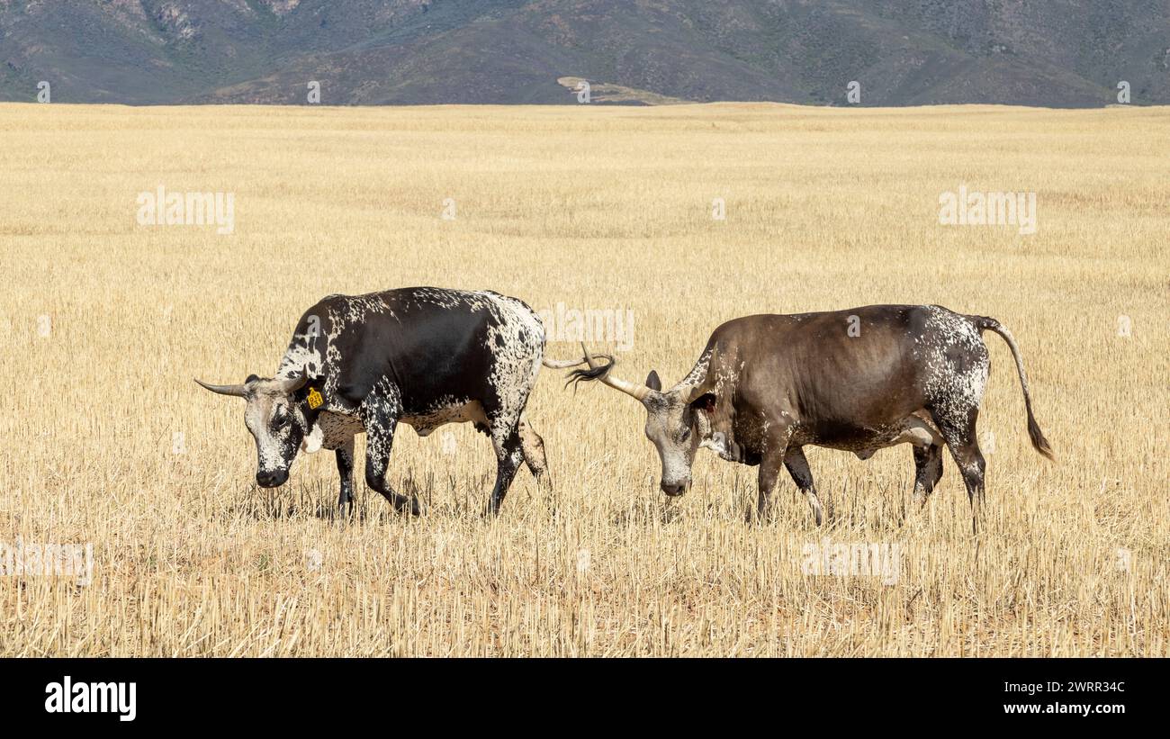 Two Nguni cows with the tail of one curled around the horn of the other feeding in a harvested wheat field in the Western Cape Stock Photo
