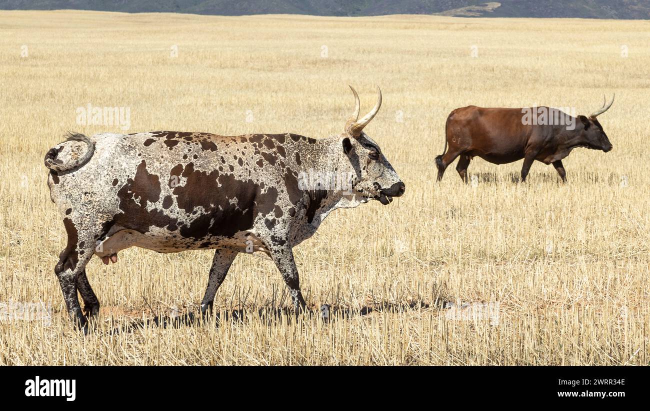 Two Nguni cows feeding in a harvested wheat field in the Western Cape Stock Photo