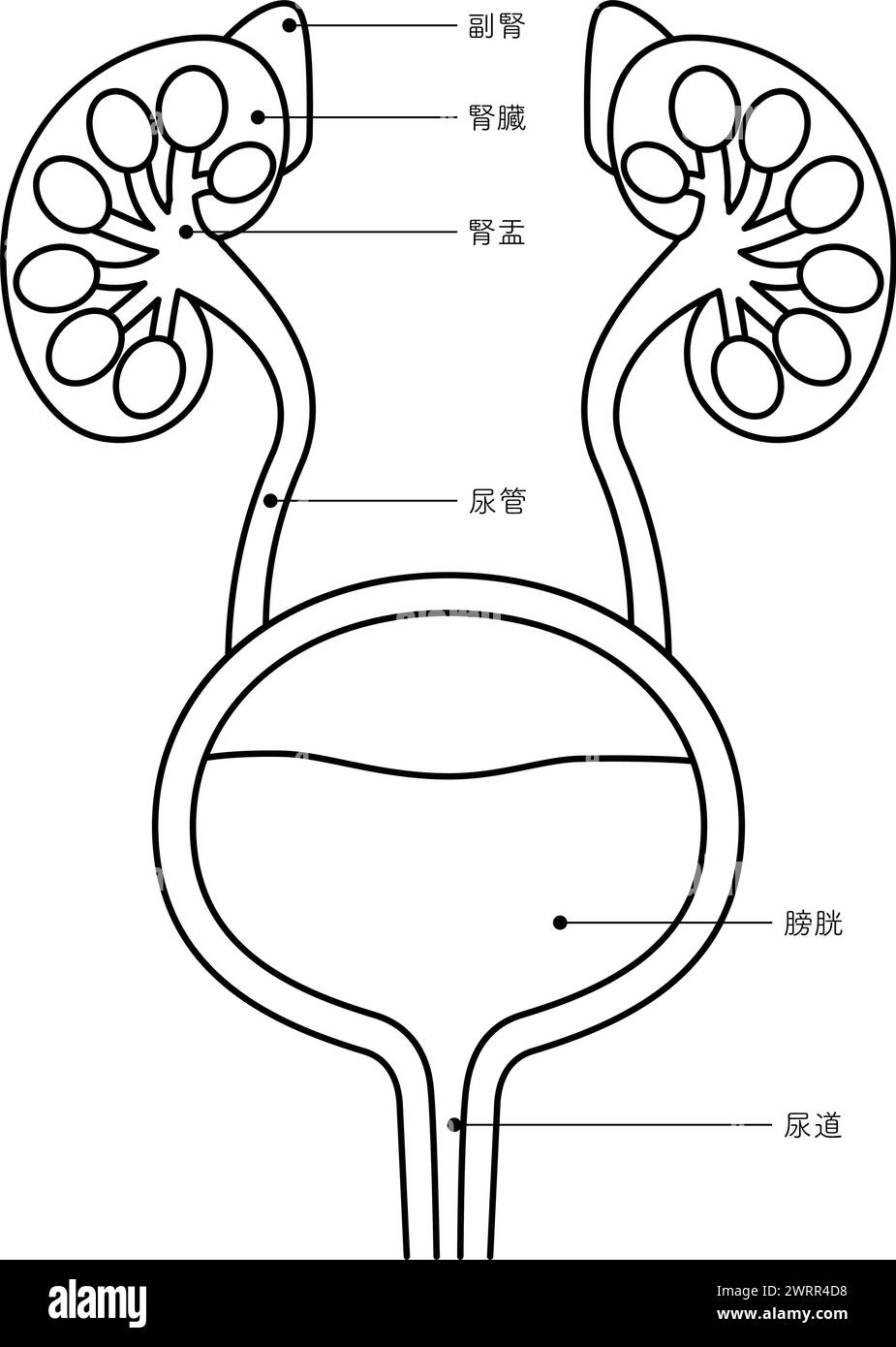Diagrammatic medical illustration of the urinary organs (kidneys ...
