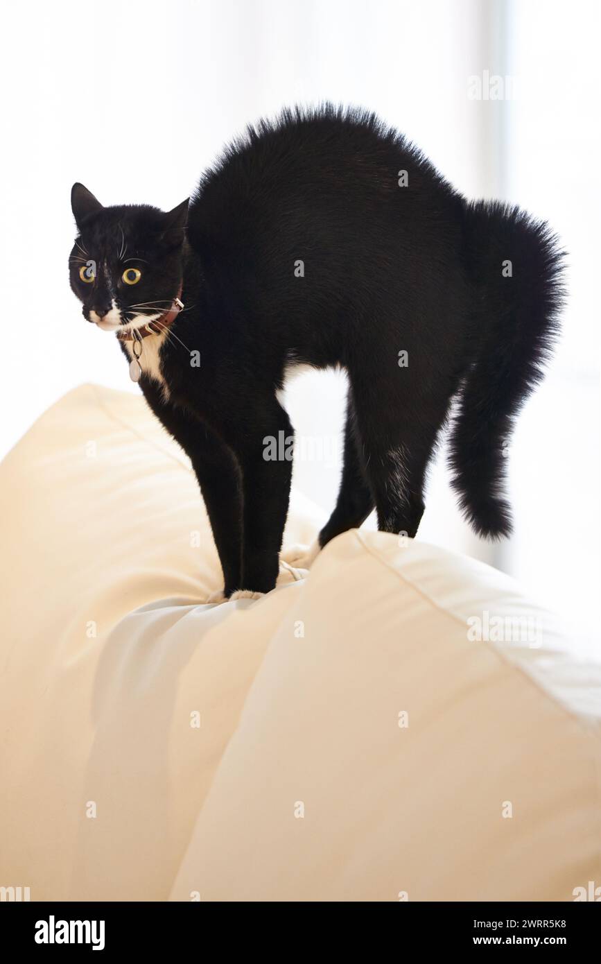 Cat, home and sofa with scared, surprise and shock of a pet on a living room couch with hair raise. Animal, lounge and stress with black fur of a Stock Photo