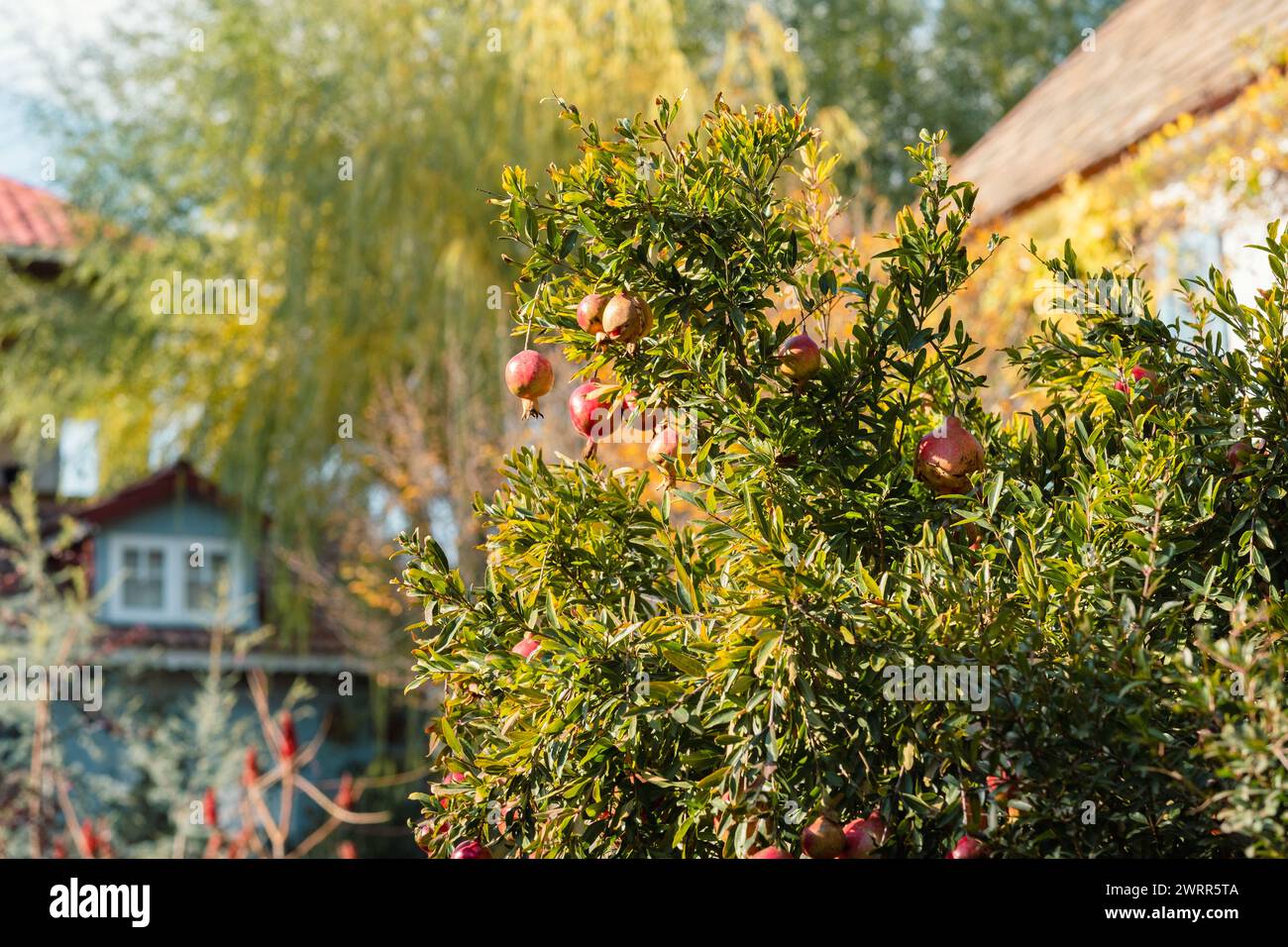 Ripe pomegranates adorn a lush tree, standing out in a vibrant autumn garden with a quaint house in the background. The fruits of the season are in full display. Pomegranate Tree in Autumn Garden Stock Photo