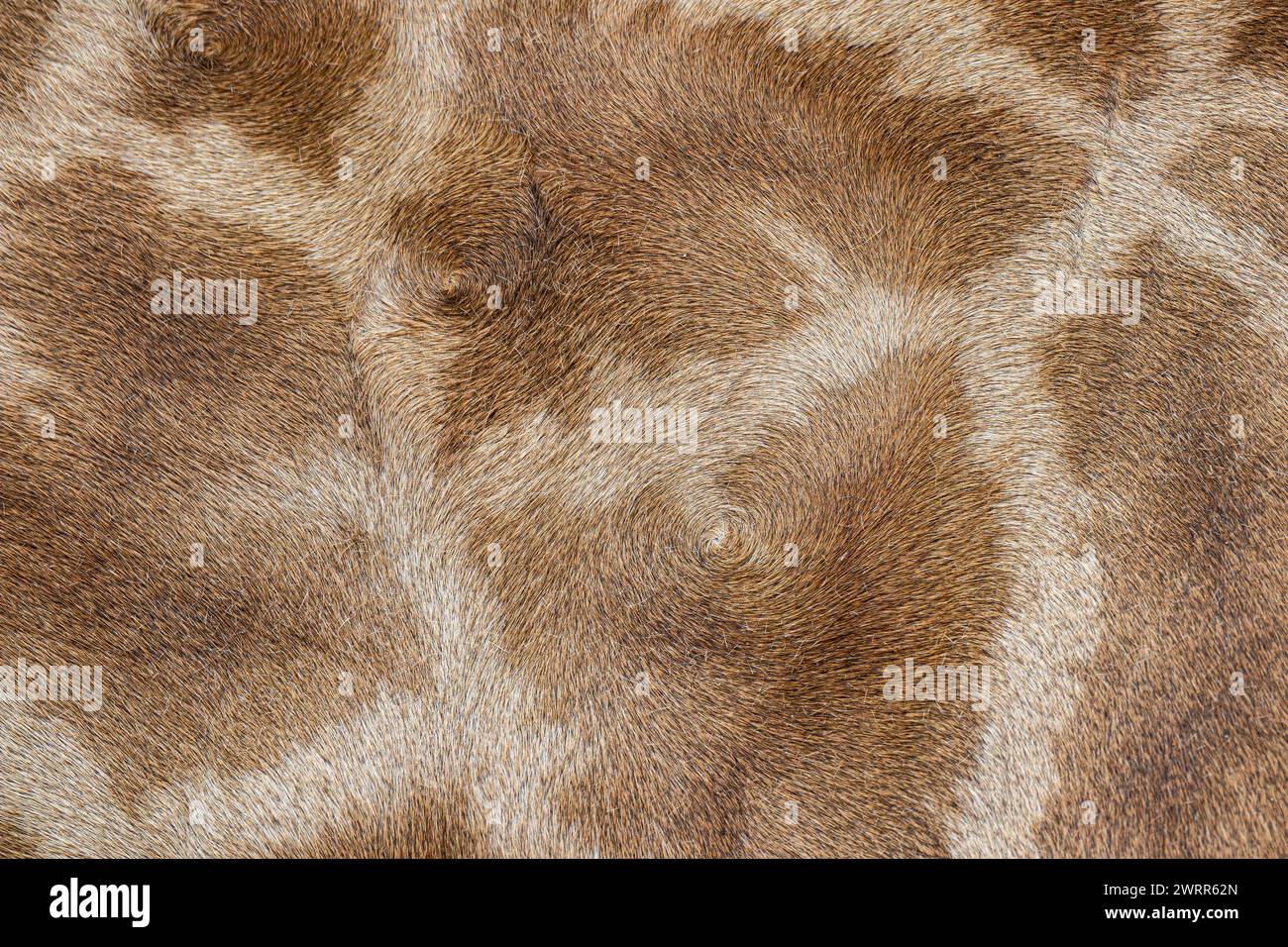 Closeup giraffe life skin background Stock Photo
