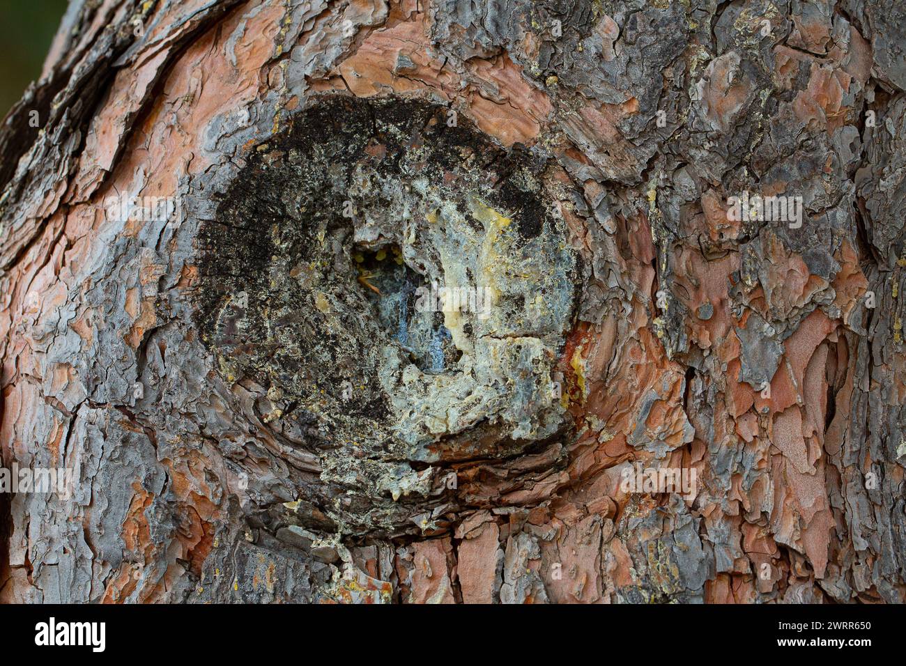 Macro shot of rough pine bark with a natural resin deposit Stock Photo