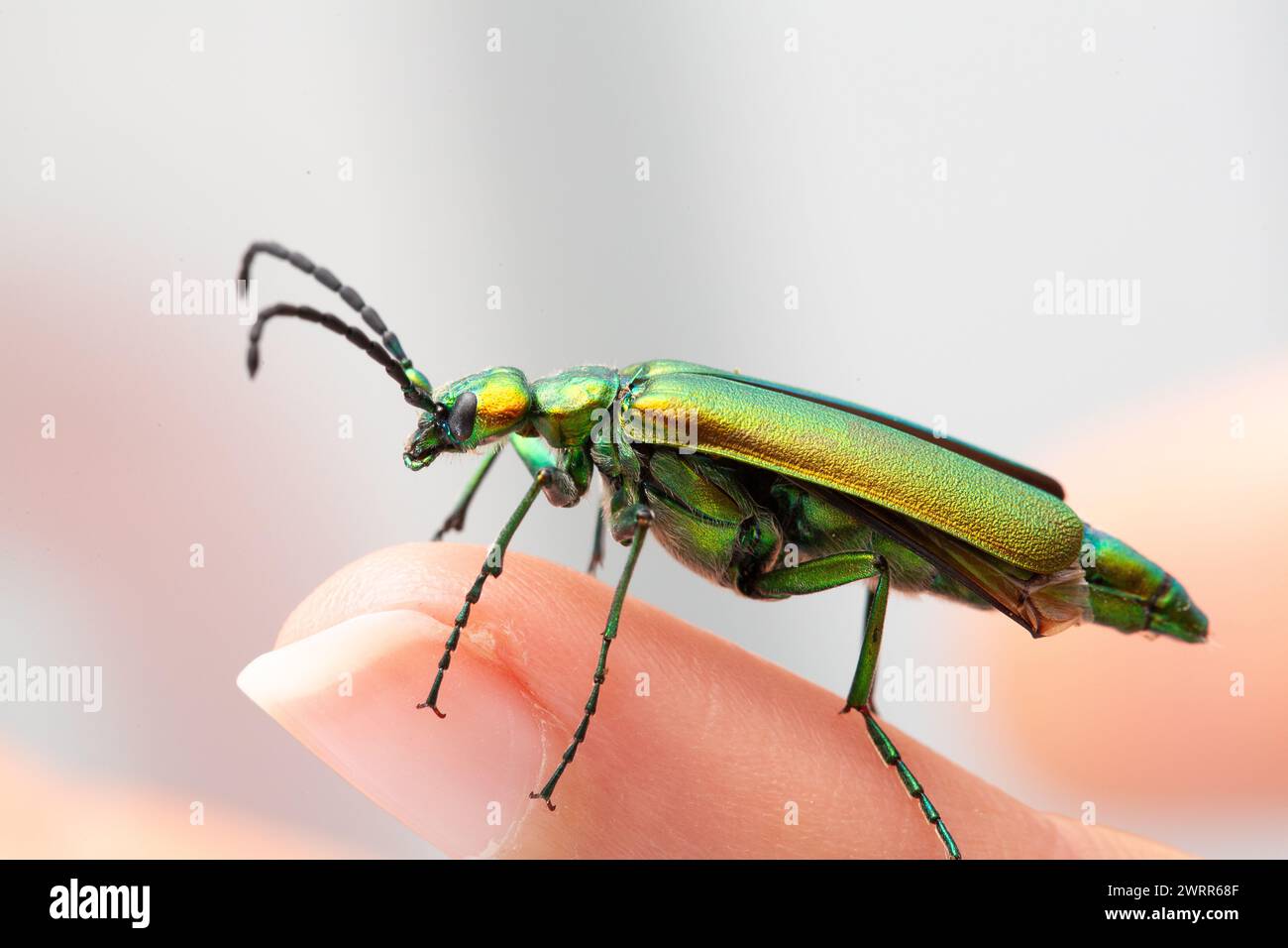 Vivid close-up of a shiny green beetle, with its intricate antennae and exoskeleton details, gently resting on a fingertip, against a soft-focus backg Stock Photo