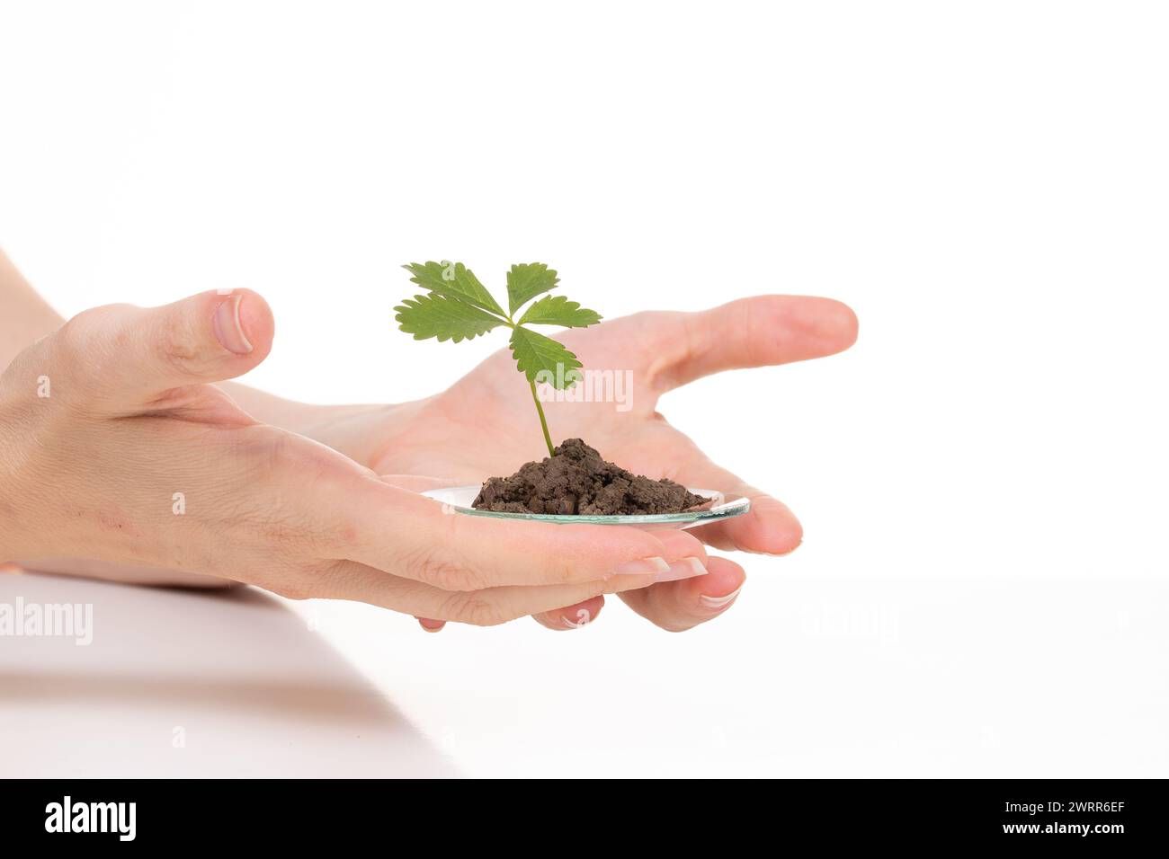 Hands carefully holding a glass slide with soil and a young plant, representing biotechnology research and cellular study in plant science against a w Stock Photo