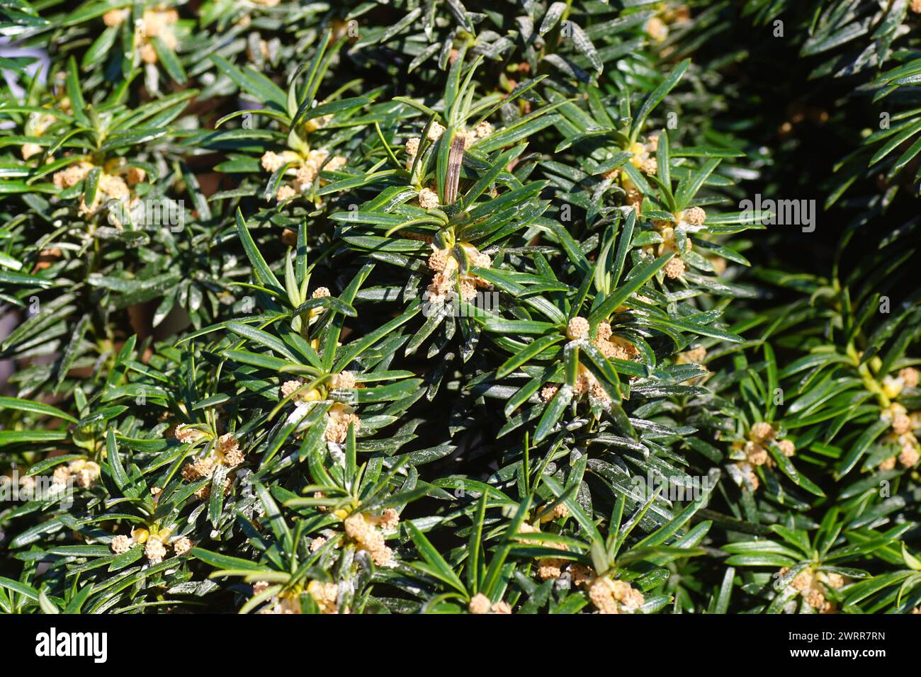 Close up of foliage and flowers of an evergreen Irish Yew Tree (Taxus baccata 'Fastigiata') in a garden in the Dutch village of Bergen. Netherlands, Stock Photo