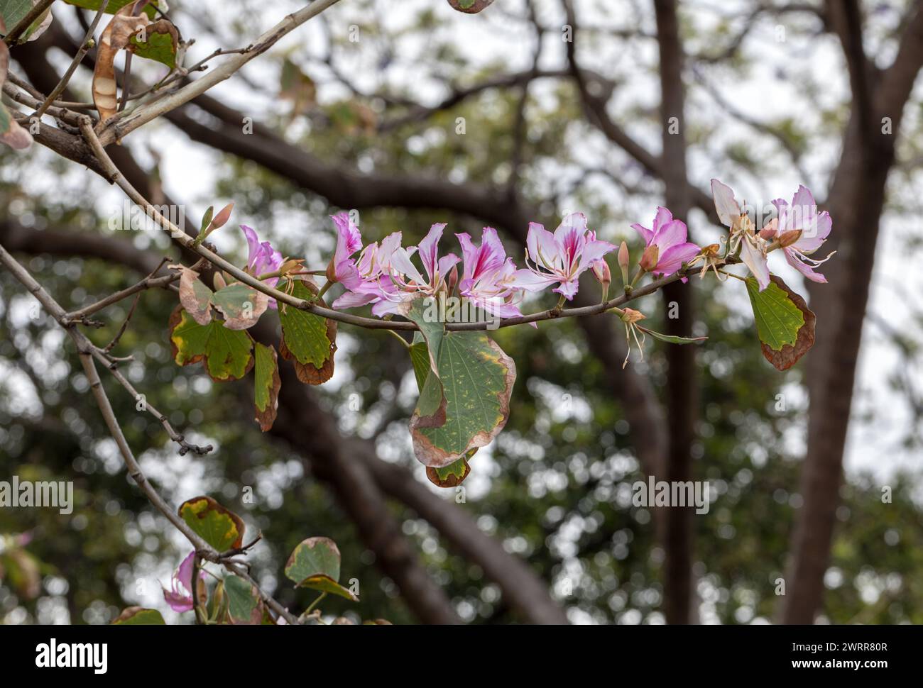 Bauhinia purpurea flower is blooming like butterfly with leaves in the park Stock Photo