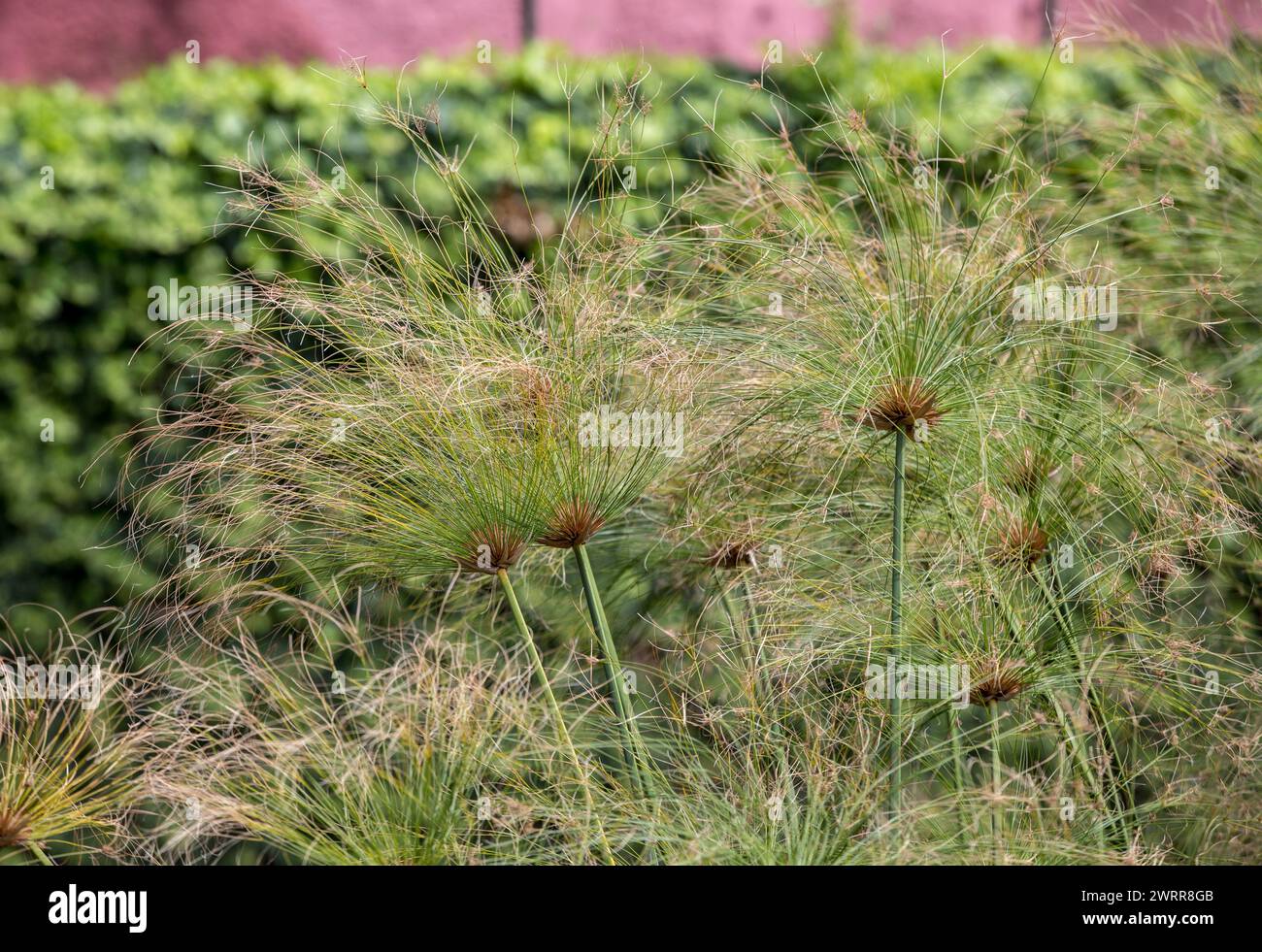 Egyptian papyrus (Cyperus papyrus L.) in garden Stock Photo