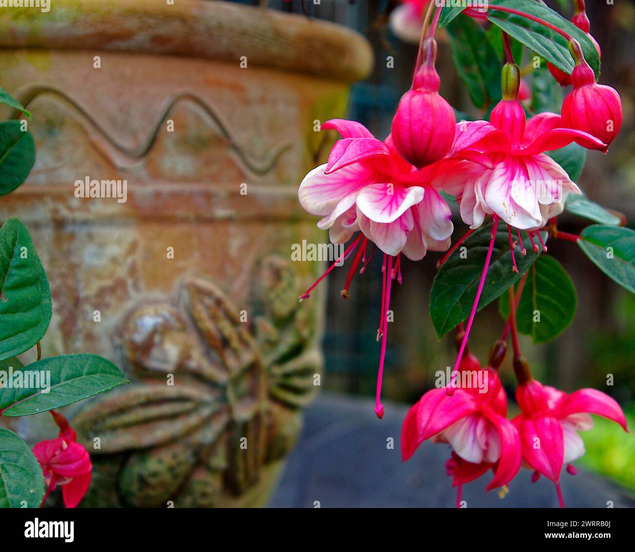 Cultivated Fuchia Plant ,in Earthenware Pot. Stock Photo