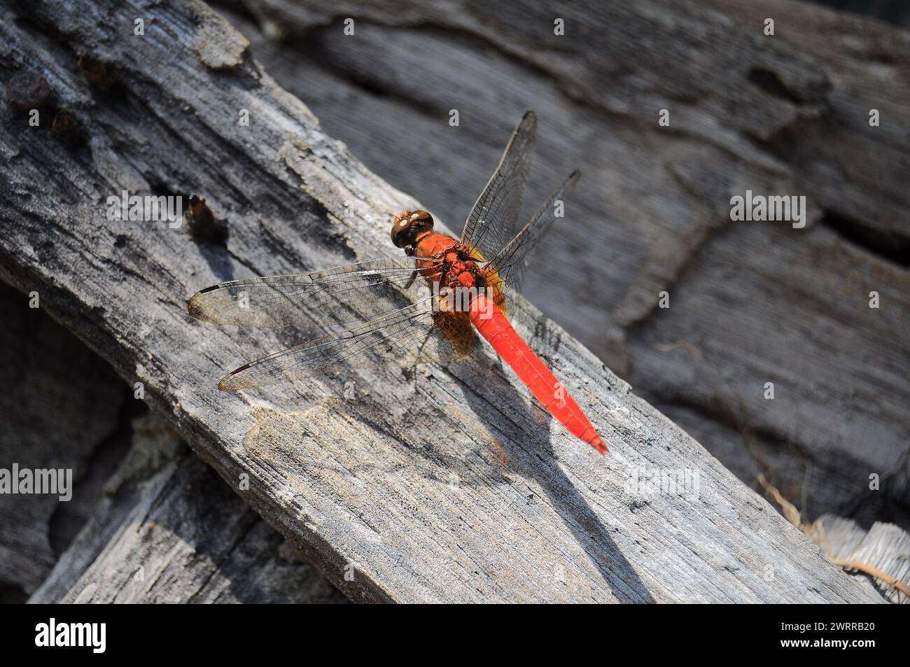 Orange dragonfly on rotten wood (sympetrum fonscolombii) Stock Photo