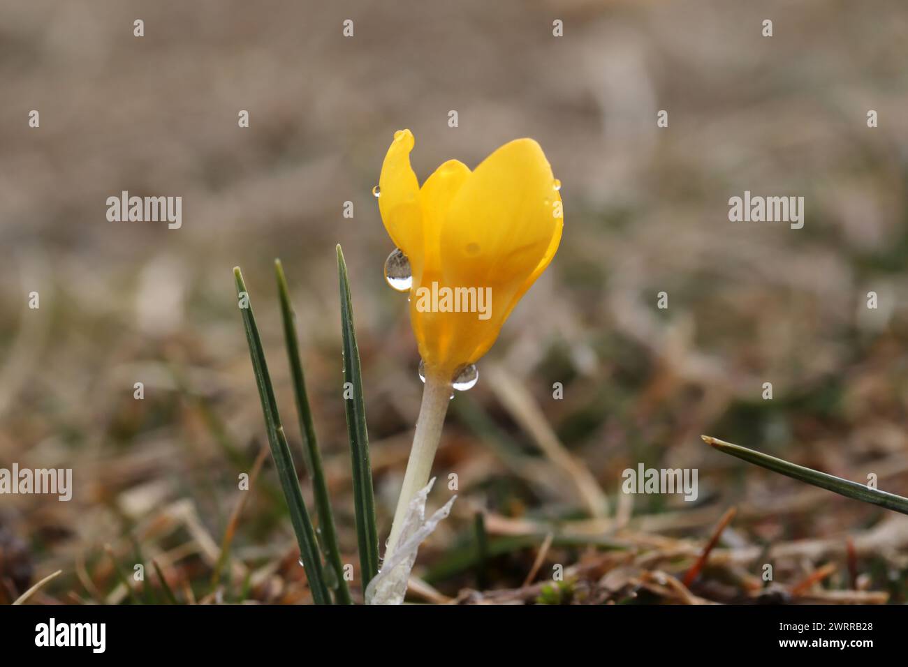 The first yellow crocus in the spring garden Stock Photo