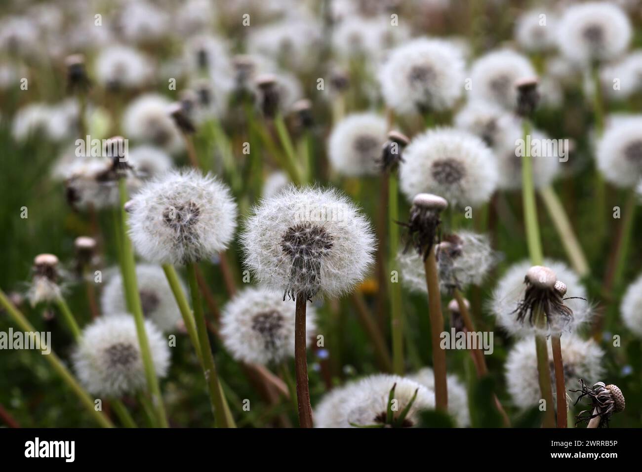 The end of dandelion flower Stock Photo
