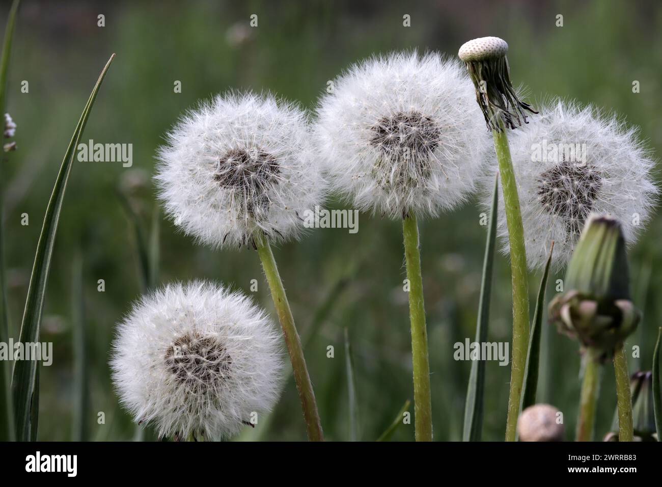 The end of dandelion flower Stock Photo