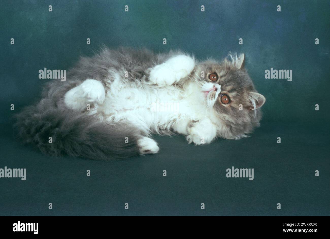 Persian Blue and White KItten Playing in the Studio on a Dark Background Stock Photo