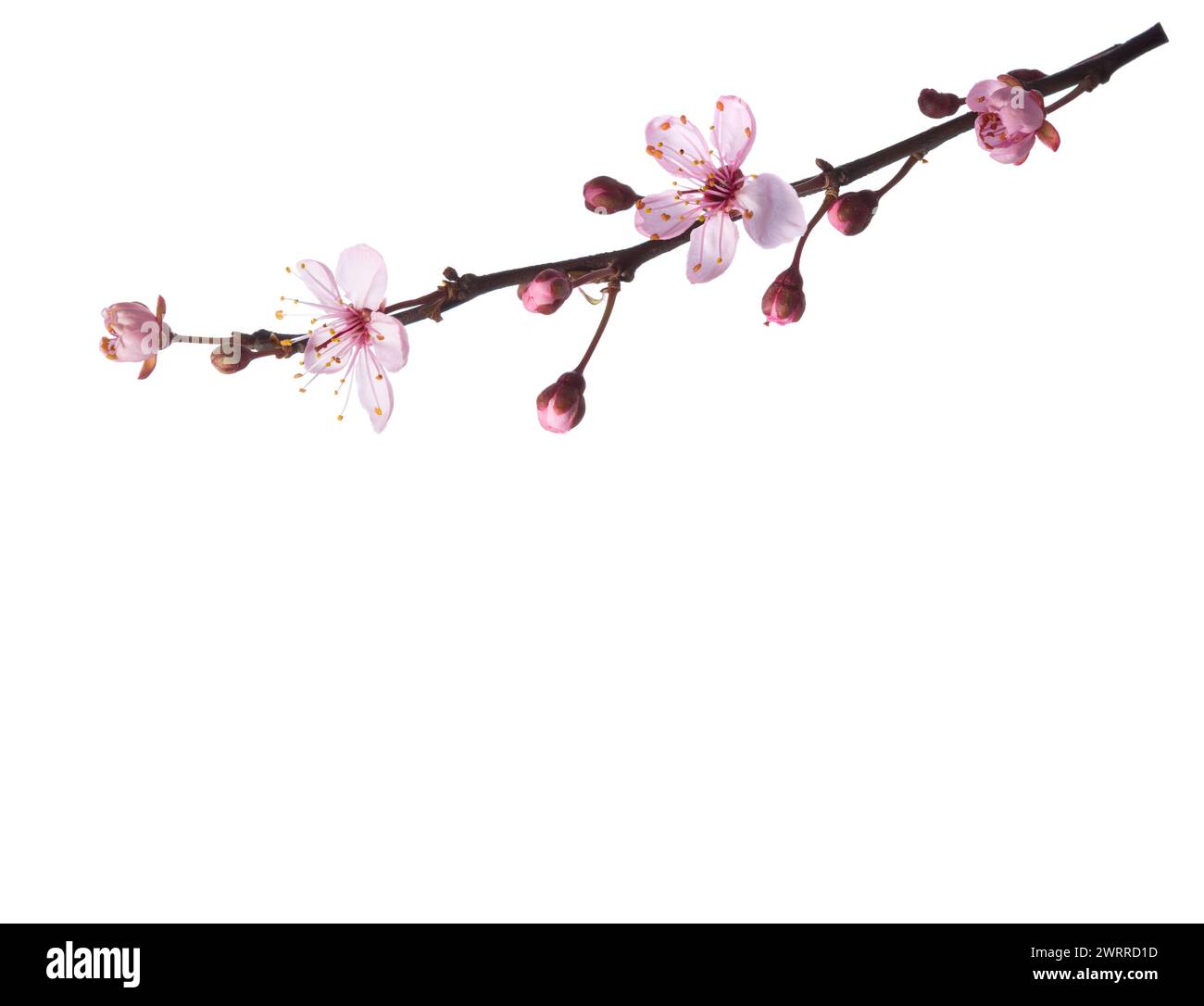 Small branch with light pink flowers of Sakura isolated on white ...