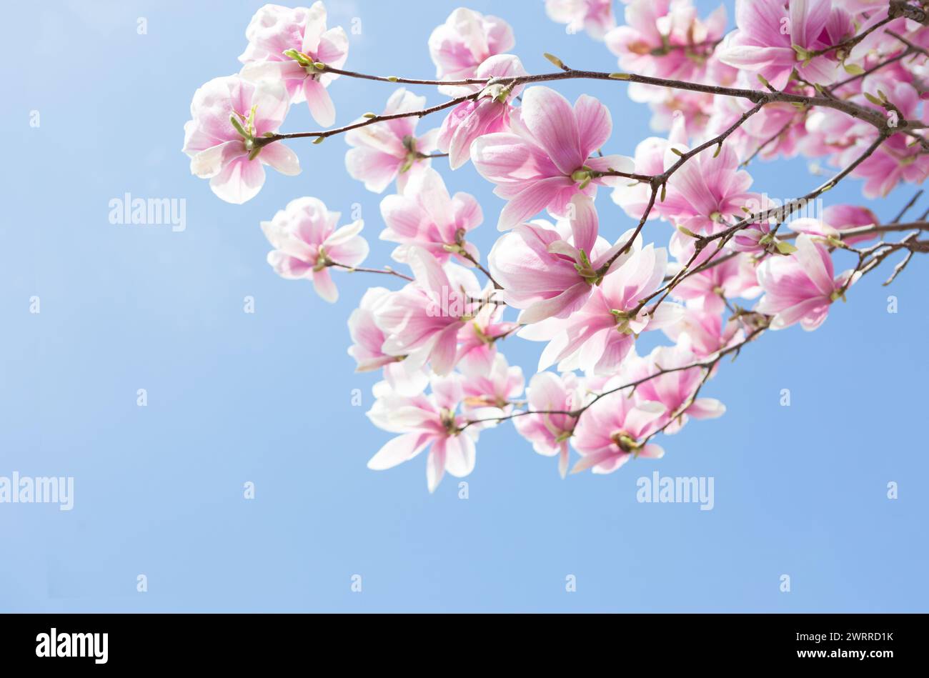 Branches of light pink Magnolia flowers on blue sky background ...