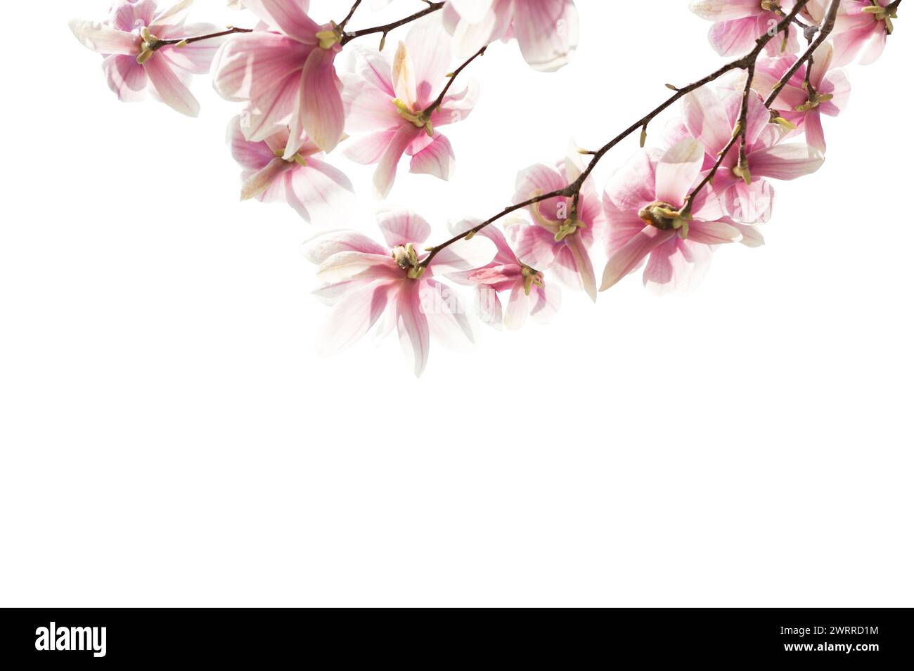 Branch with light pink Magnolia flowers isolated on white background ...