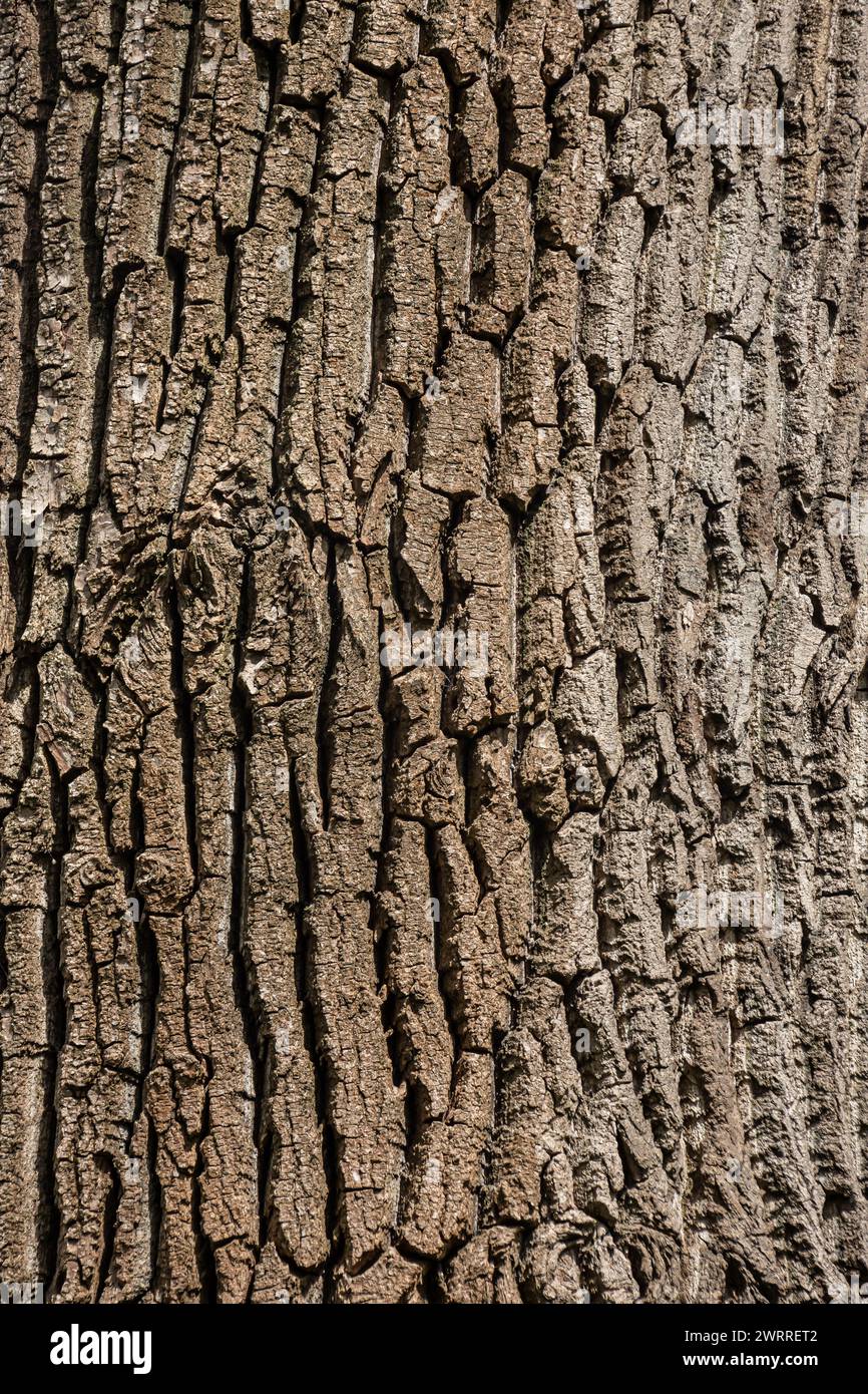 Old Wood Tree Texture Background Pattern Stock Photo - Alamy