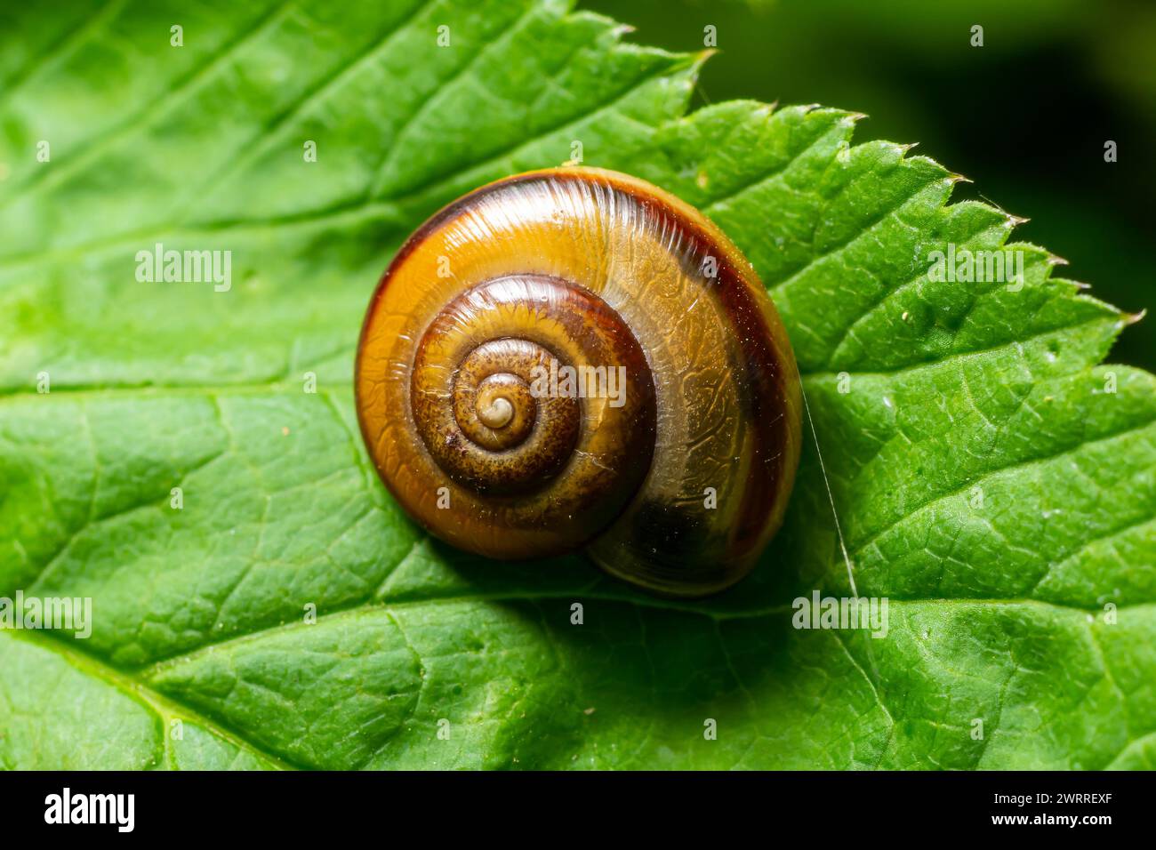 oxychilus-alliarius-hi-res-stock-photography-and-images-alamy