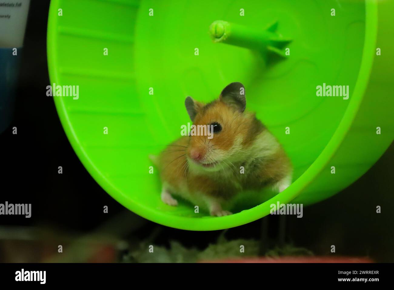 A closer look at Hamster Cage Wheel Custom Sizes