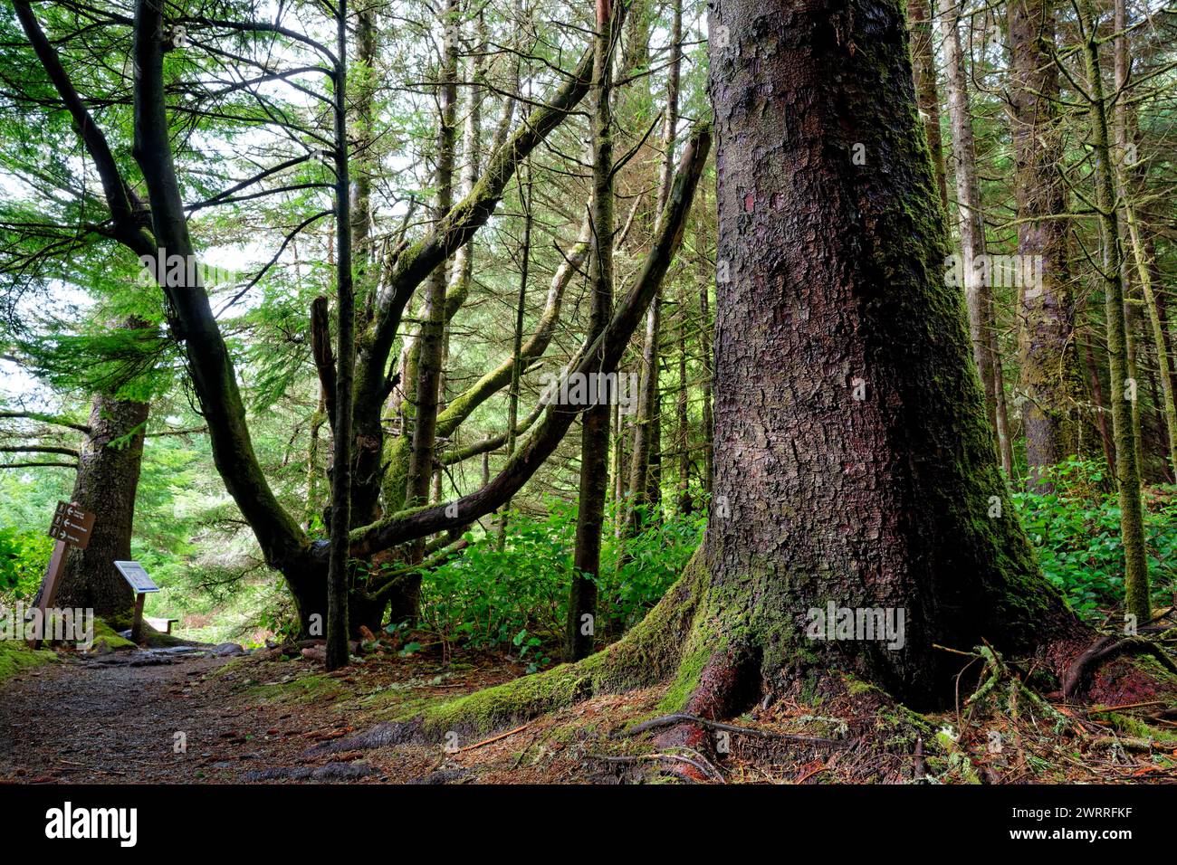A large sitka spruce tree on a trail, Port Renfrew, Vancouver Island, BC Canada Stock Photo