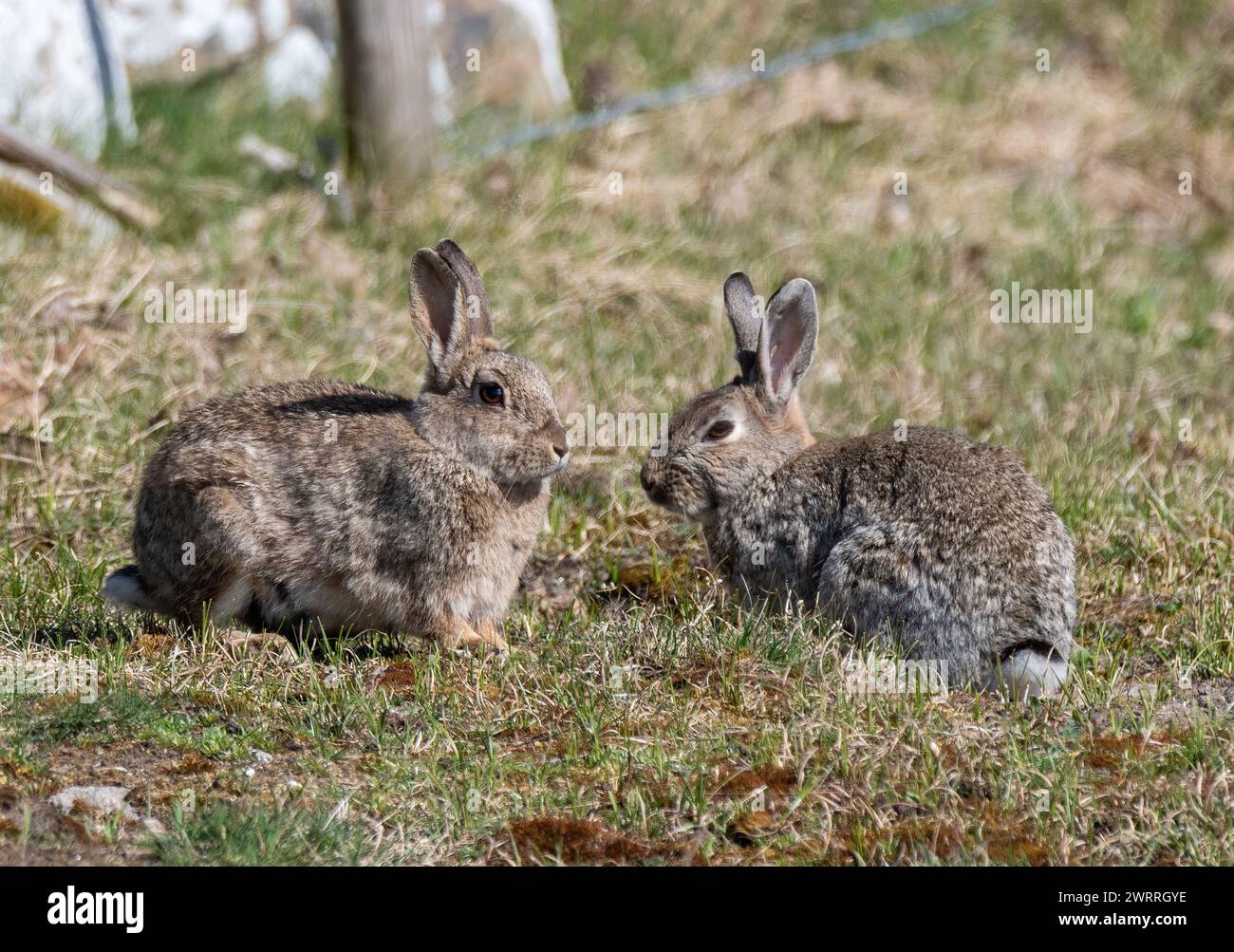 Two Rabbits Staring Animals facing each other hi-res stock photography and images - Alamy