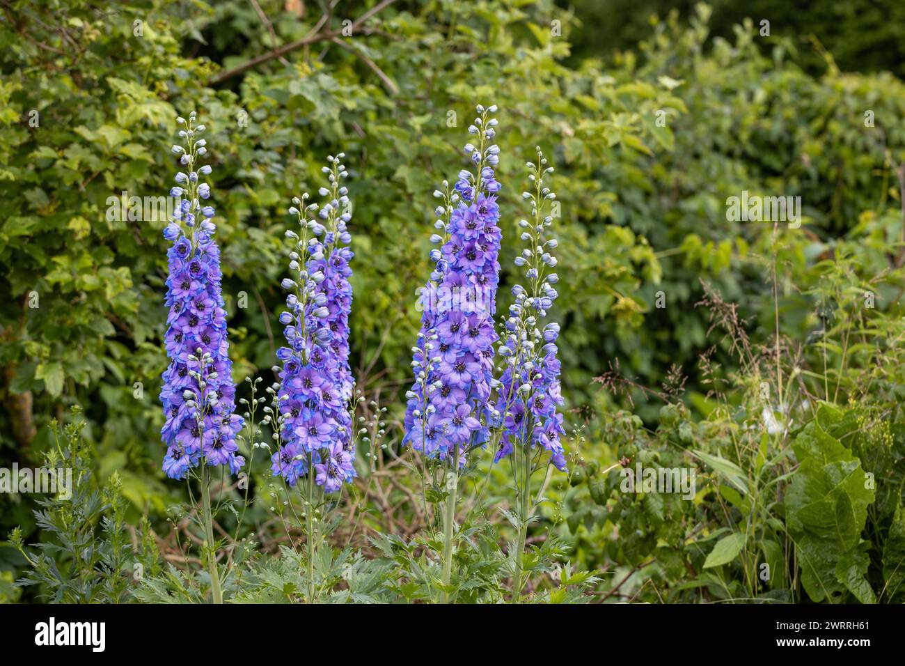 Blue delphinium flower as nice natural background Stock Photo