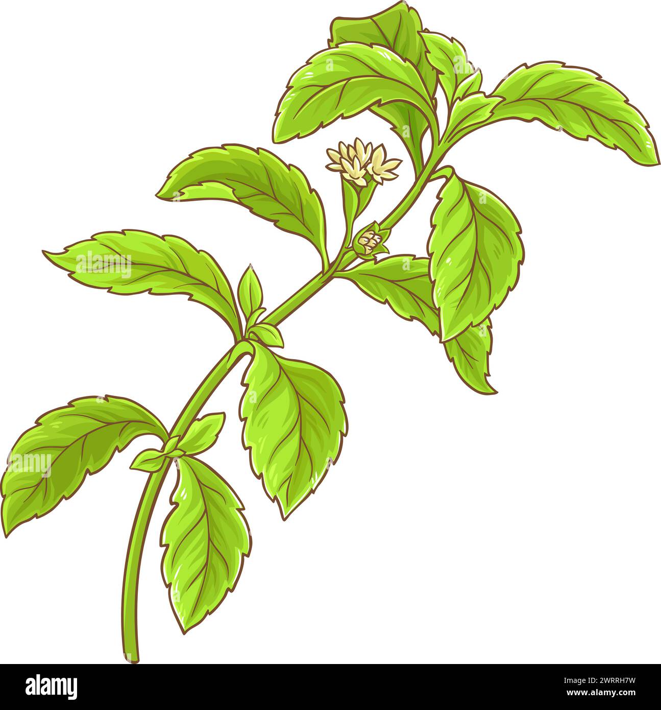 Stevia Branch Colored Detailed Illustration Stock Vector