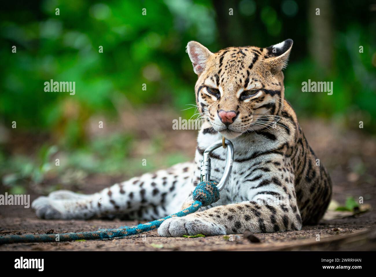 An ocelot with attentive ears, eagerly awaiting news about a new volunteer Stock Photo