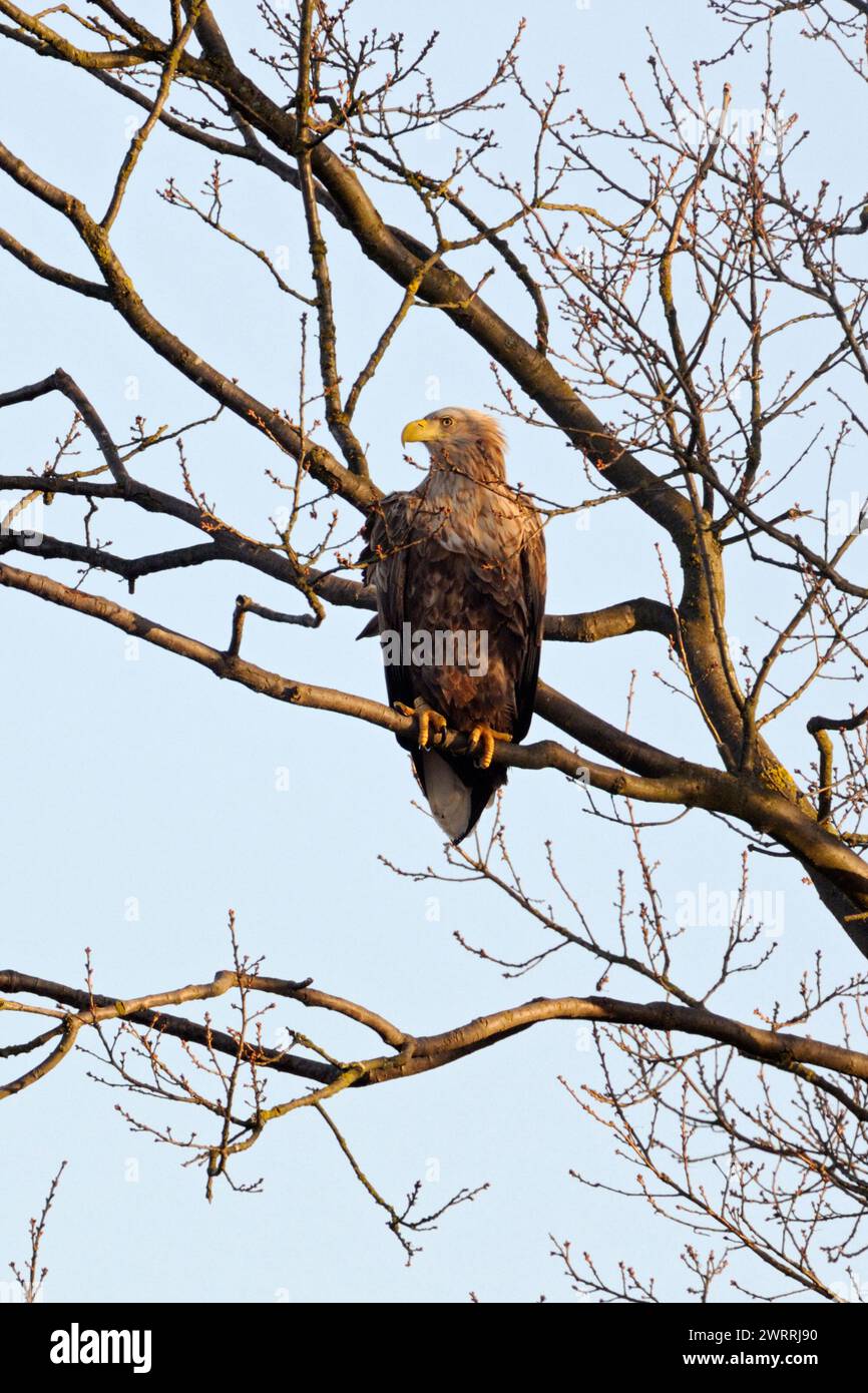 White tailed Eagle / Sea Eagle  ( Haliaeetus albicilla ) perched high up in a tree, typical situation, wildlife, Europe. Stock Photo