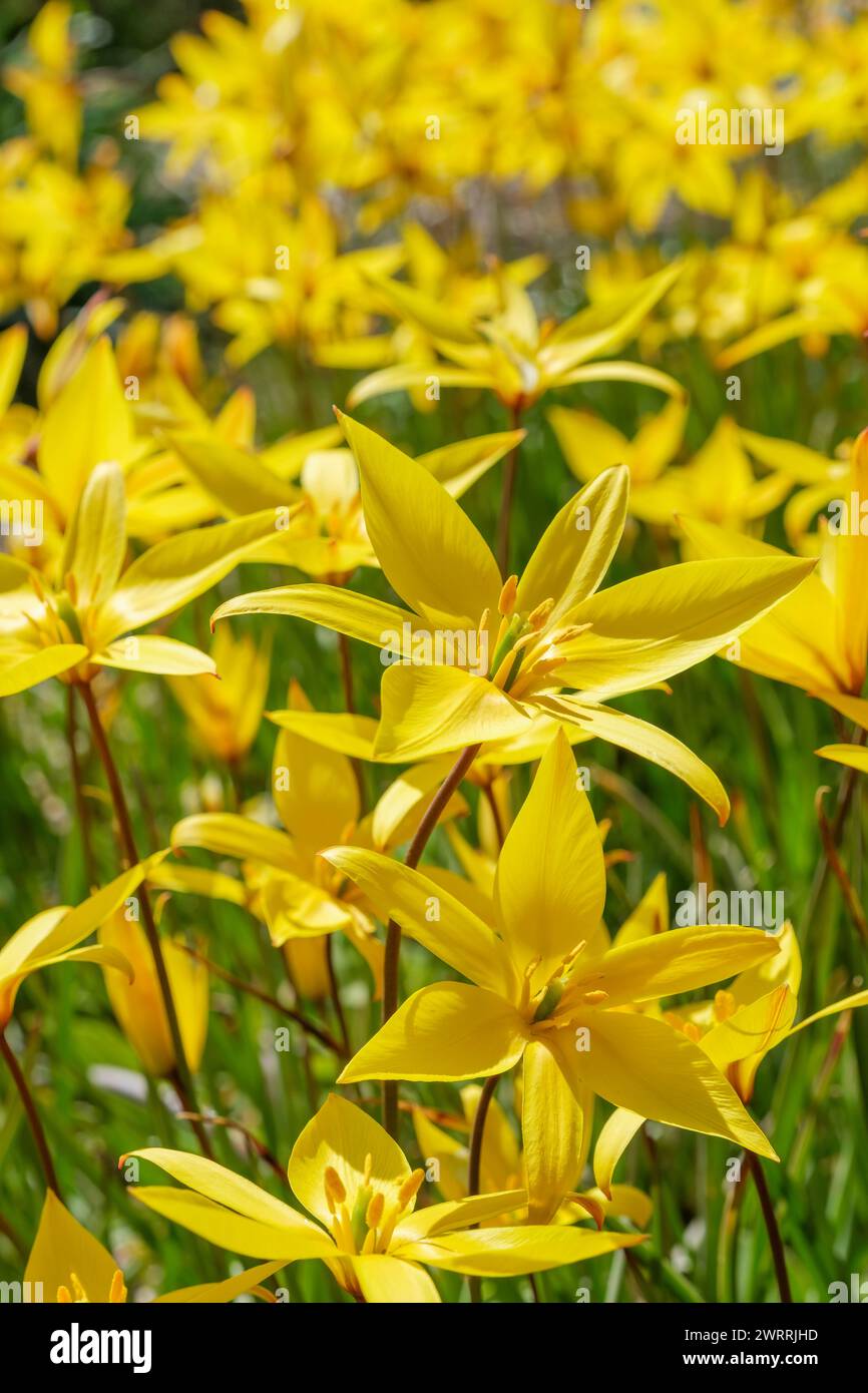 Southern Wild Tulip, tulipa Sylvestris Ssp Australis, bright yellow flowers Stock Photo