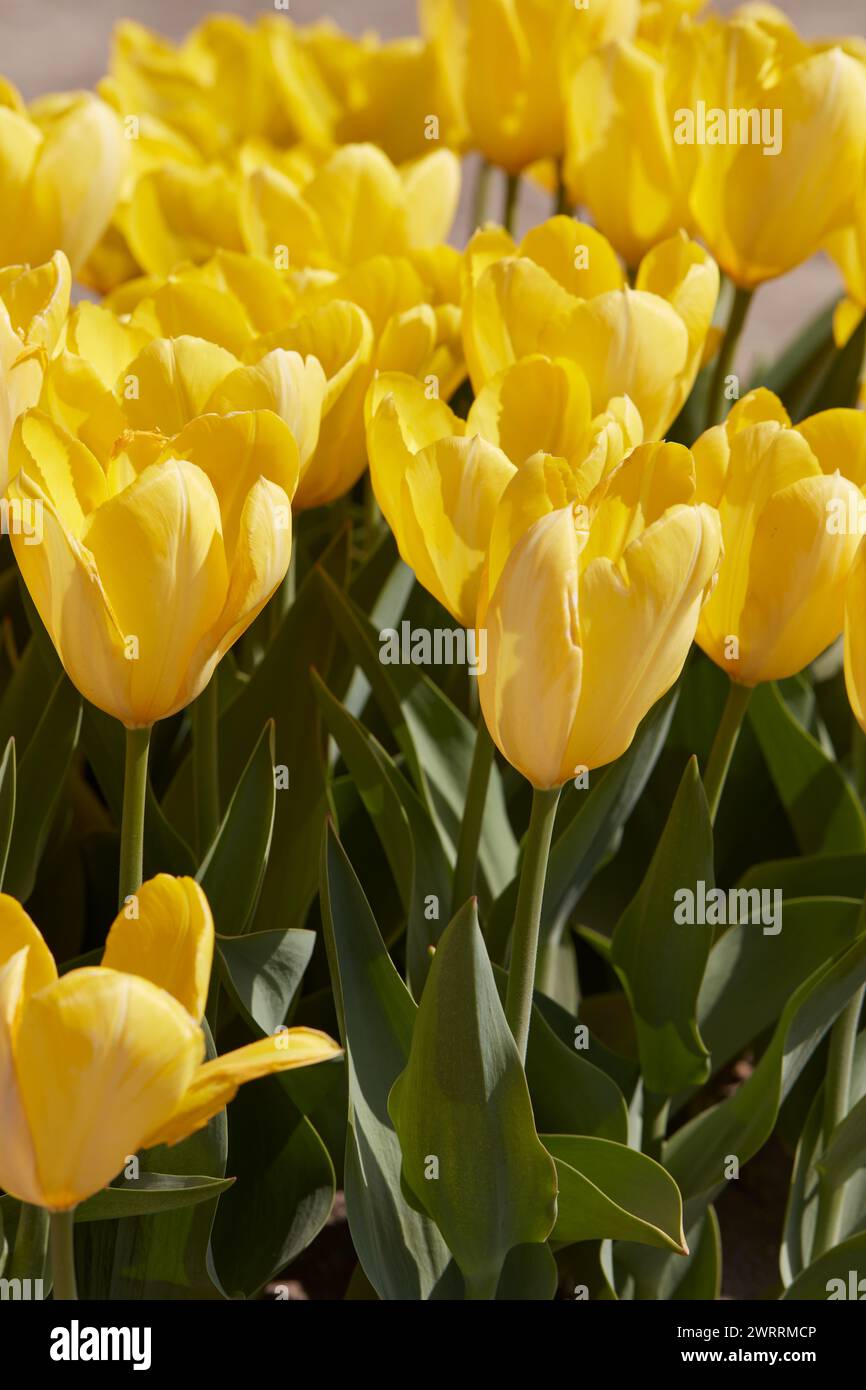 Tulip Yellow Purissima flowers in spring sunlight Stock Photo