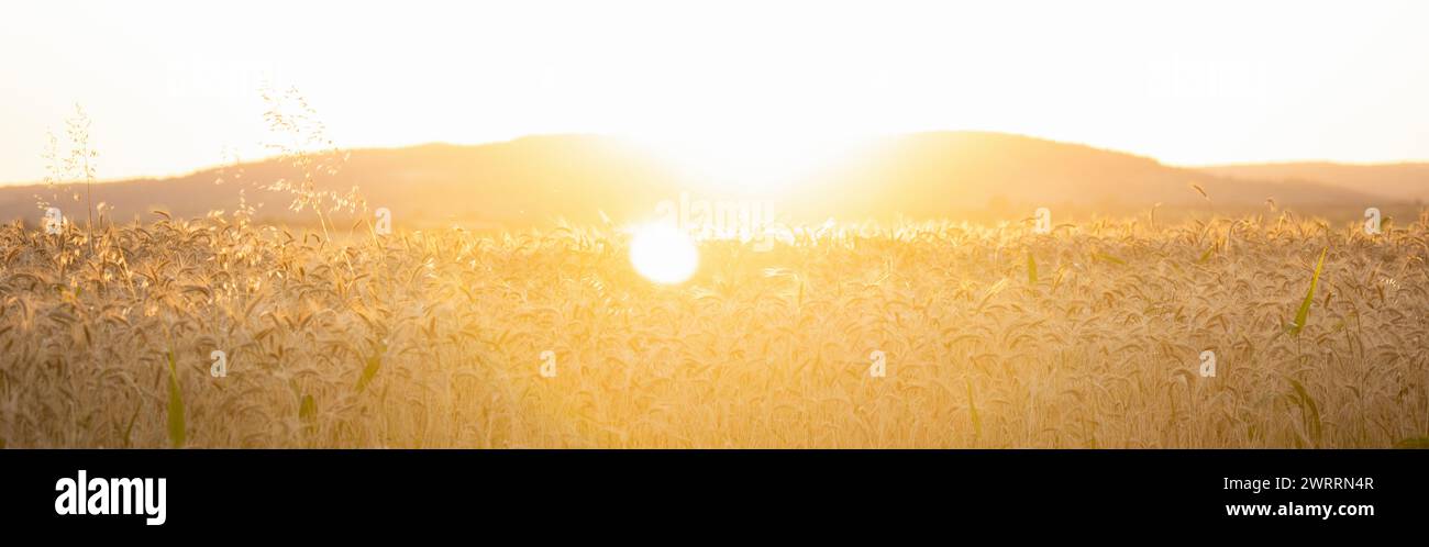 Golden wheat field in sunset. Stock Photo