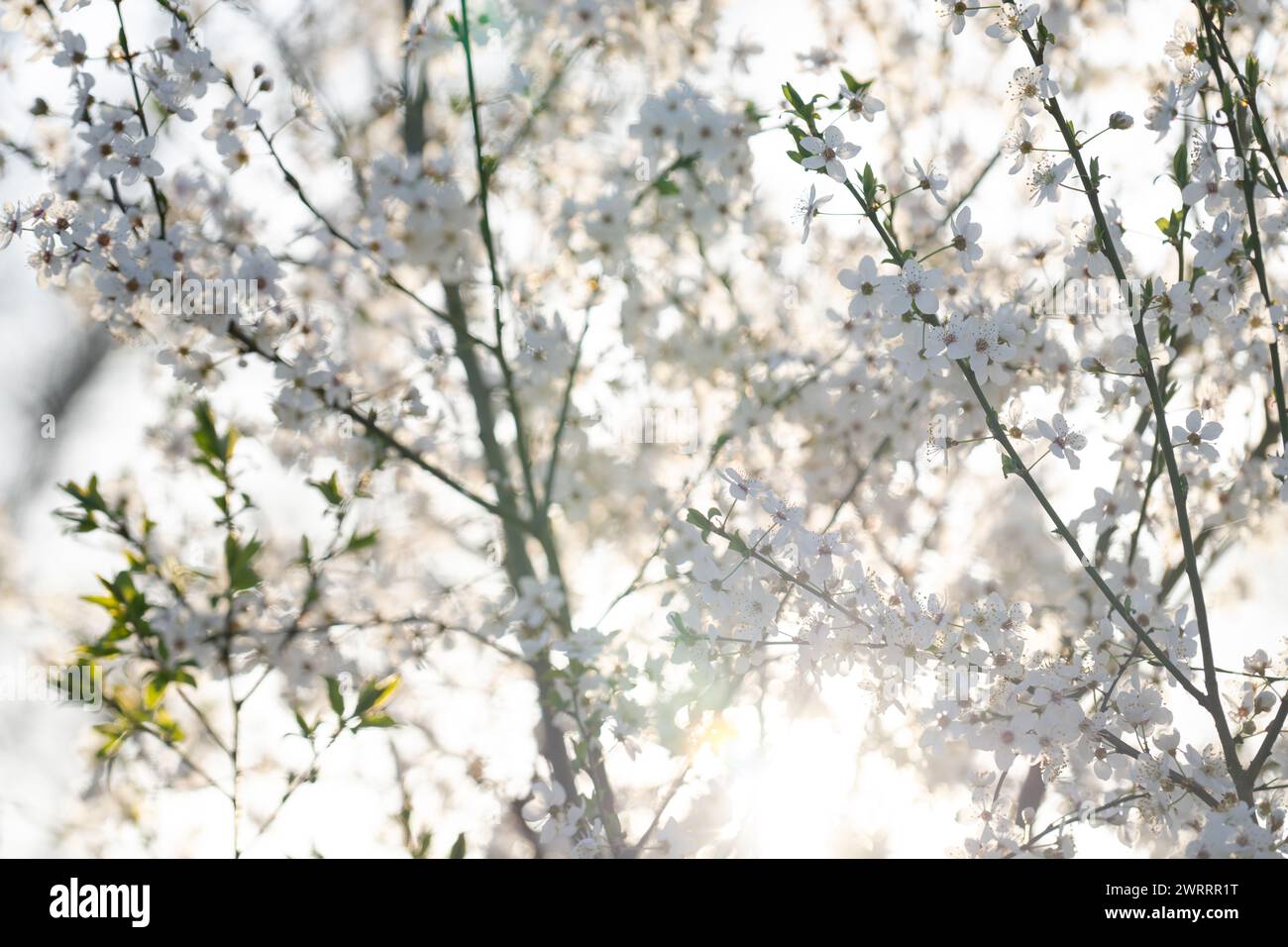 Background of blooming cherry branches in the sunlight.. Stock Photo