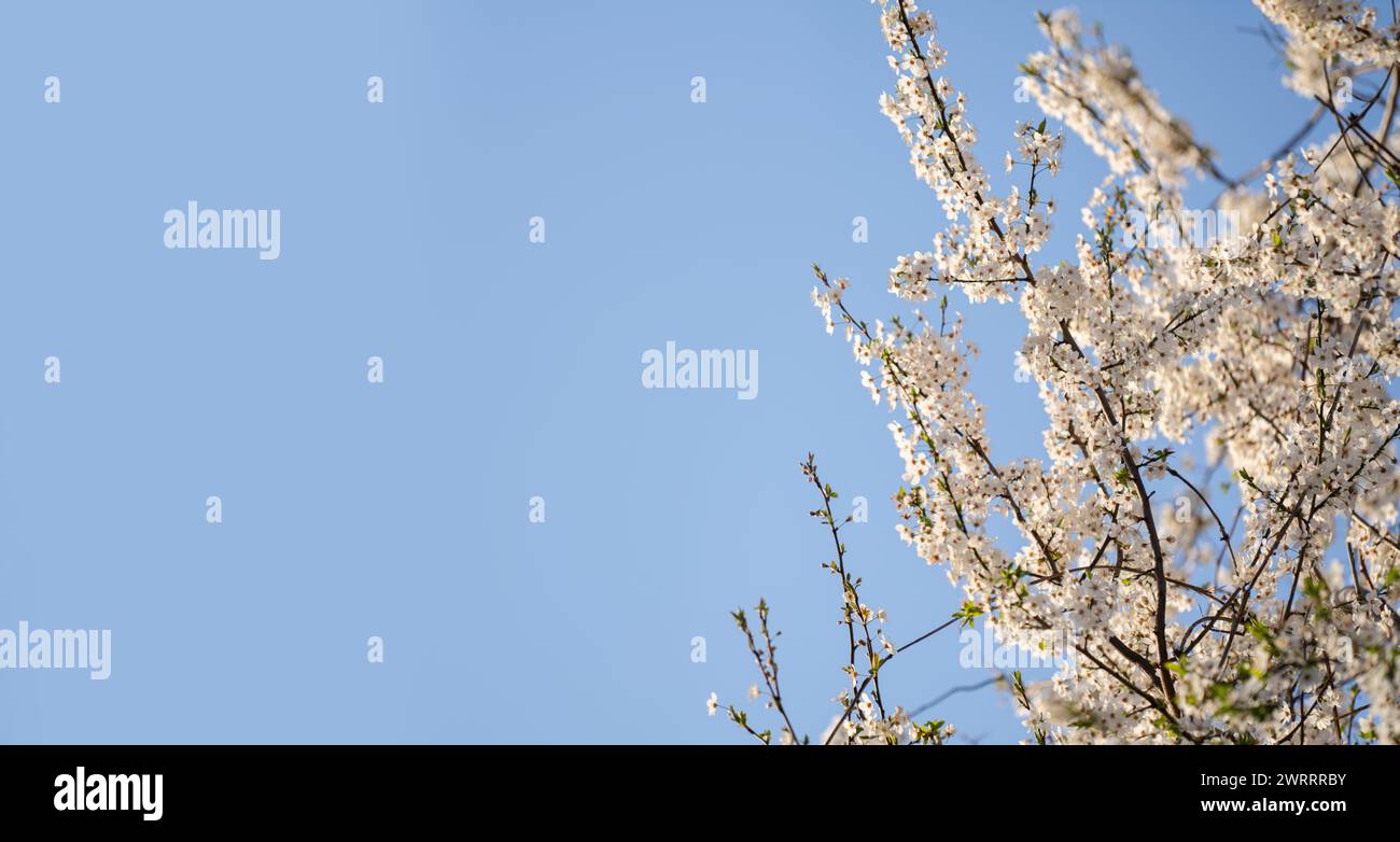 Background of blooming cherry branches in the sunlight... Stock Photo
