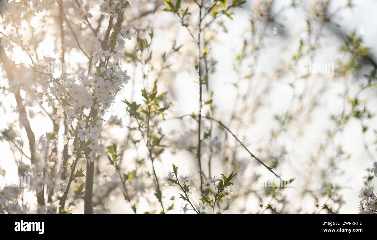 Background of blooming cherry branches in the sunlight... Stock Photo