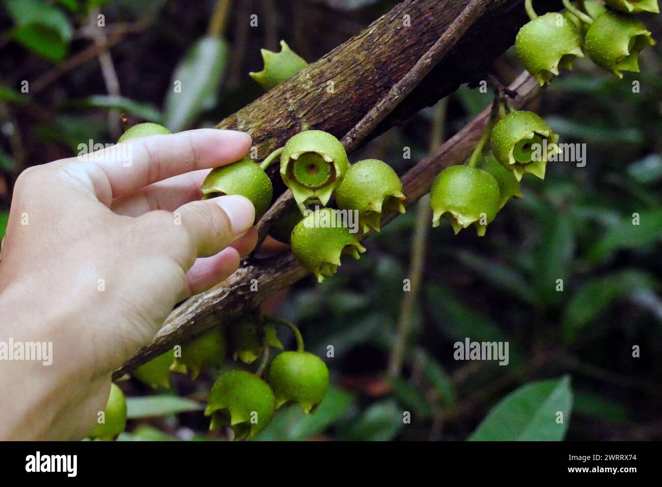 Hand picking Bellucia axinanthera fruit is the name of a type of fruit tree belonging to the Senggani tribe (Melastomataceae) Stock Photo