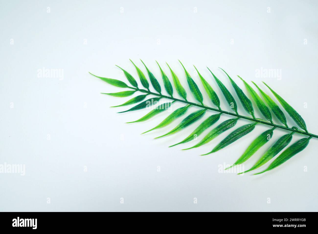 Green palm leaf isolated on white background Stock Photo - Alamy