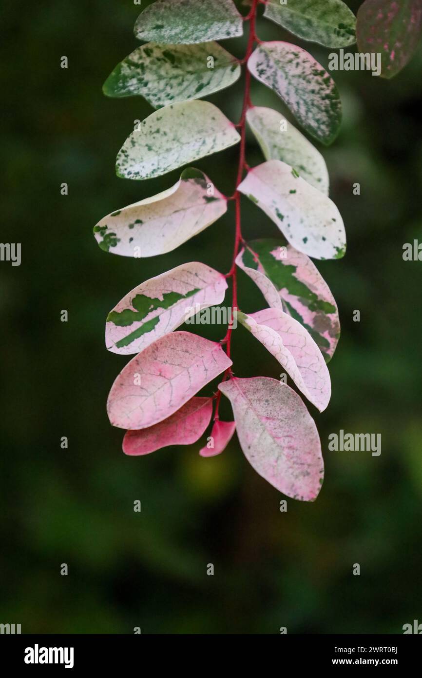 A branch of Breynia disticha with green and pink leaves Stock Photo