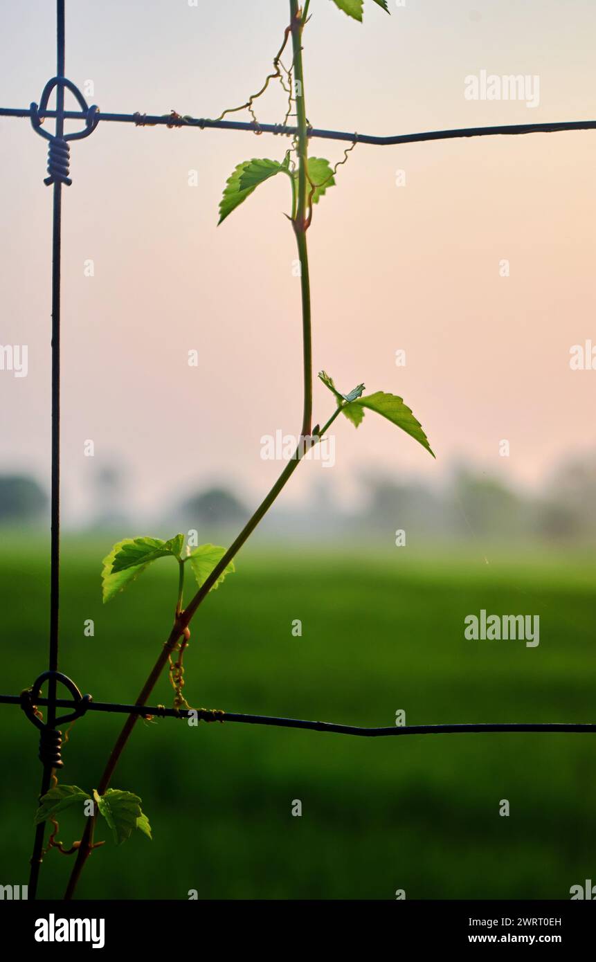 Vine on fence hi-res stock photography and images - Alamy
