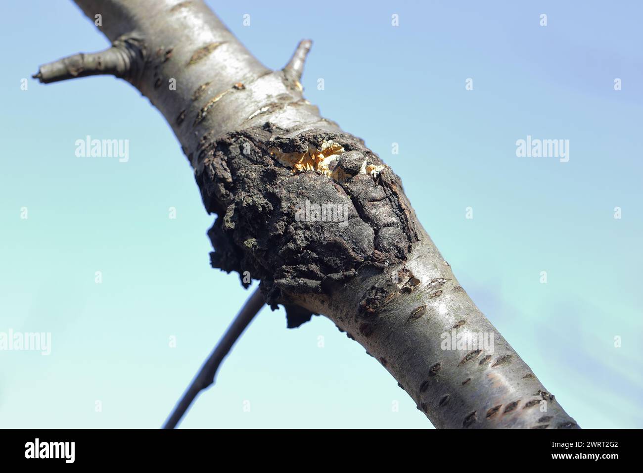 Bacterial canker of trees. Bacterial disease of fruit trees caused by Pseudomonas syringae var. syringae. Symptoms on a branch of a cherry tree. Stock Photo