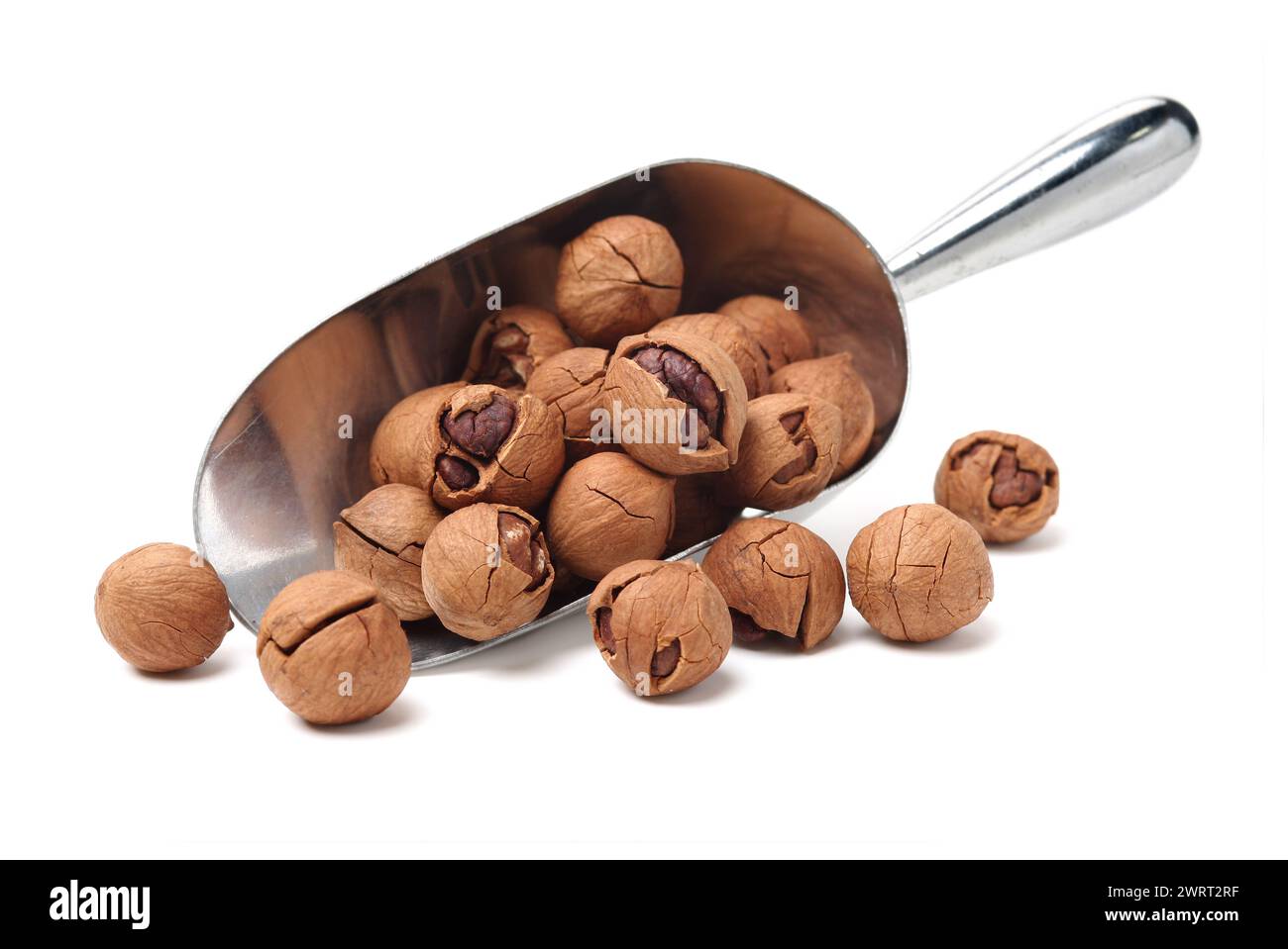 shagbark hickory nuts on white background Stock Photo