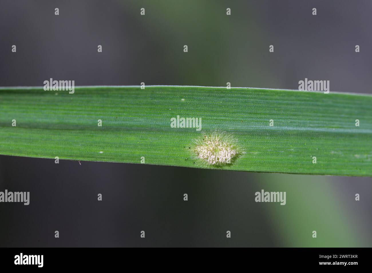 Powdery mildew on wheat leaf. A fungal disease of cereal crops. Stock Photo