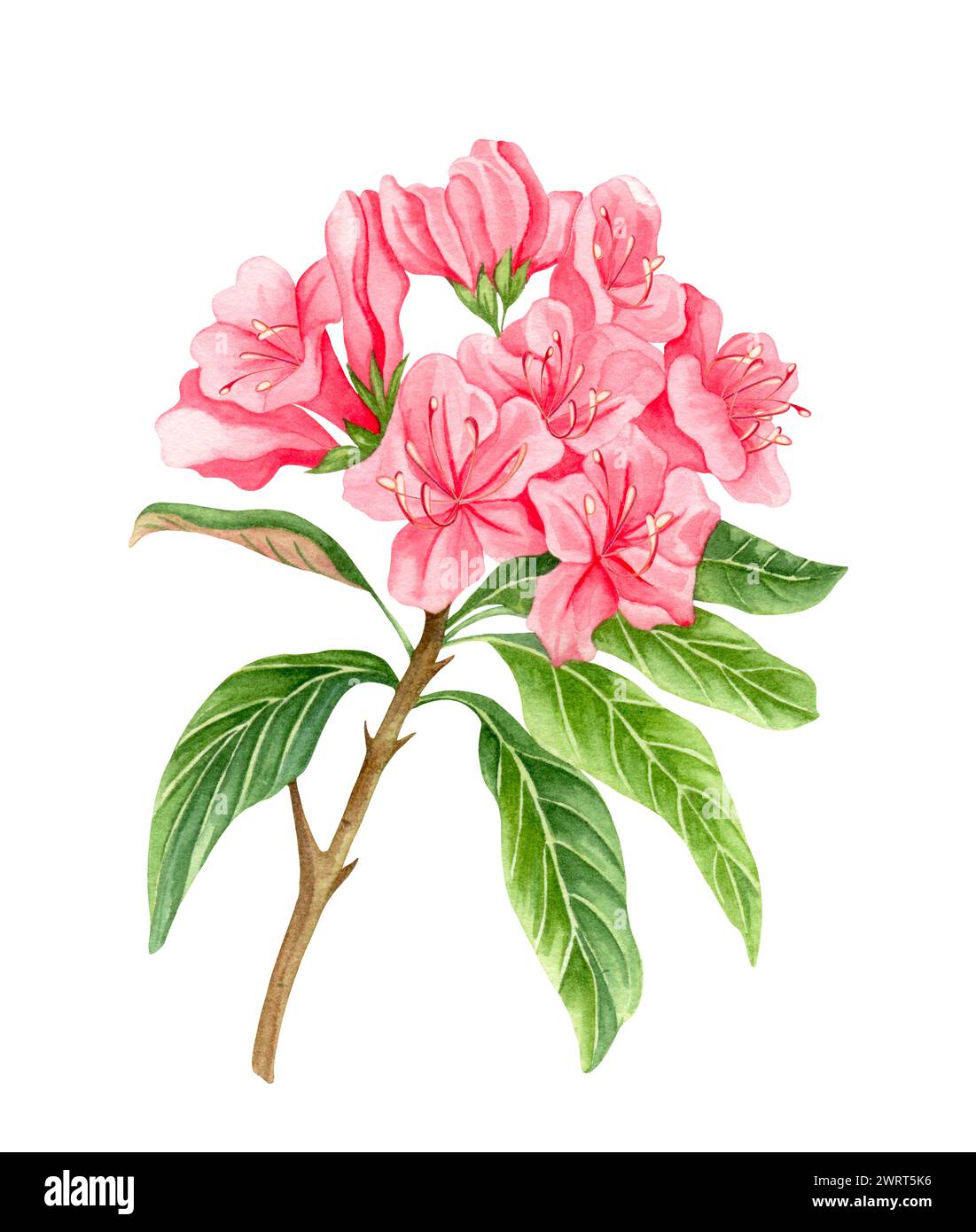 Watercolor alpine flowers, pink rhododendron blooming on white ...