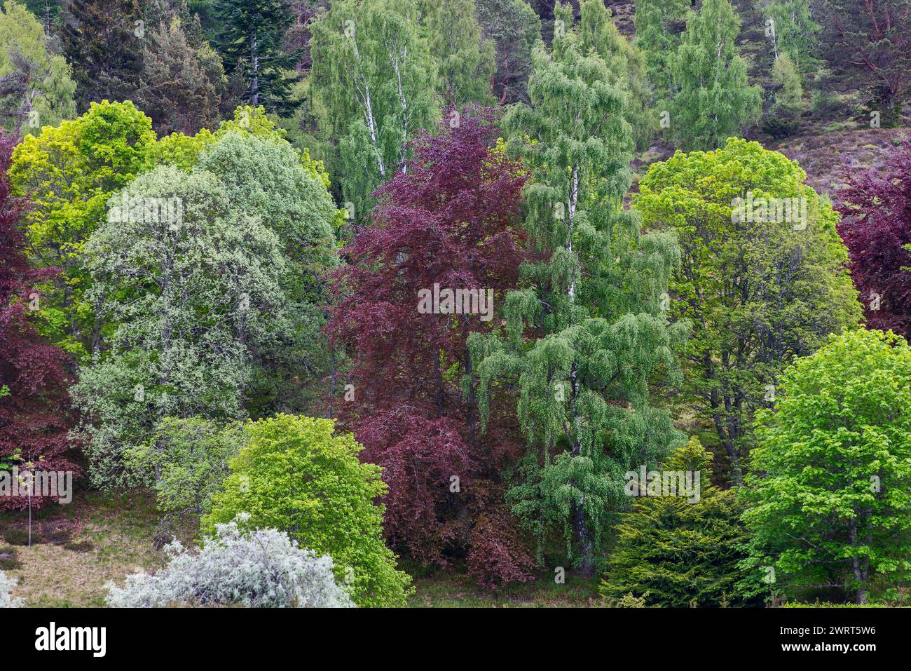 A rich tapestry of deciduous and evergreen trees in a temperate woodland, showcasing an array of colors from lush greens to deep burgundies Stock Photo