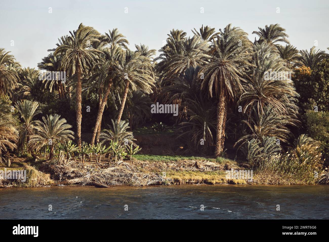 Palm trees along the river Nile. Nile cruise in Egypt. Natural environment. Tropical trees. Beautiful background. Natural landscape. Travel destinatio Stock Photo