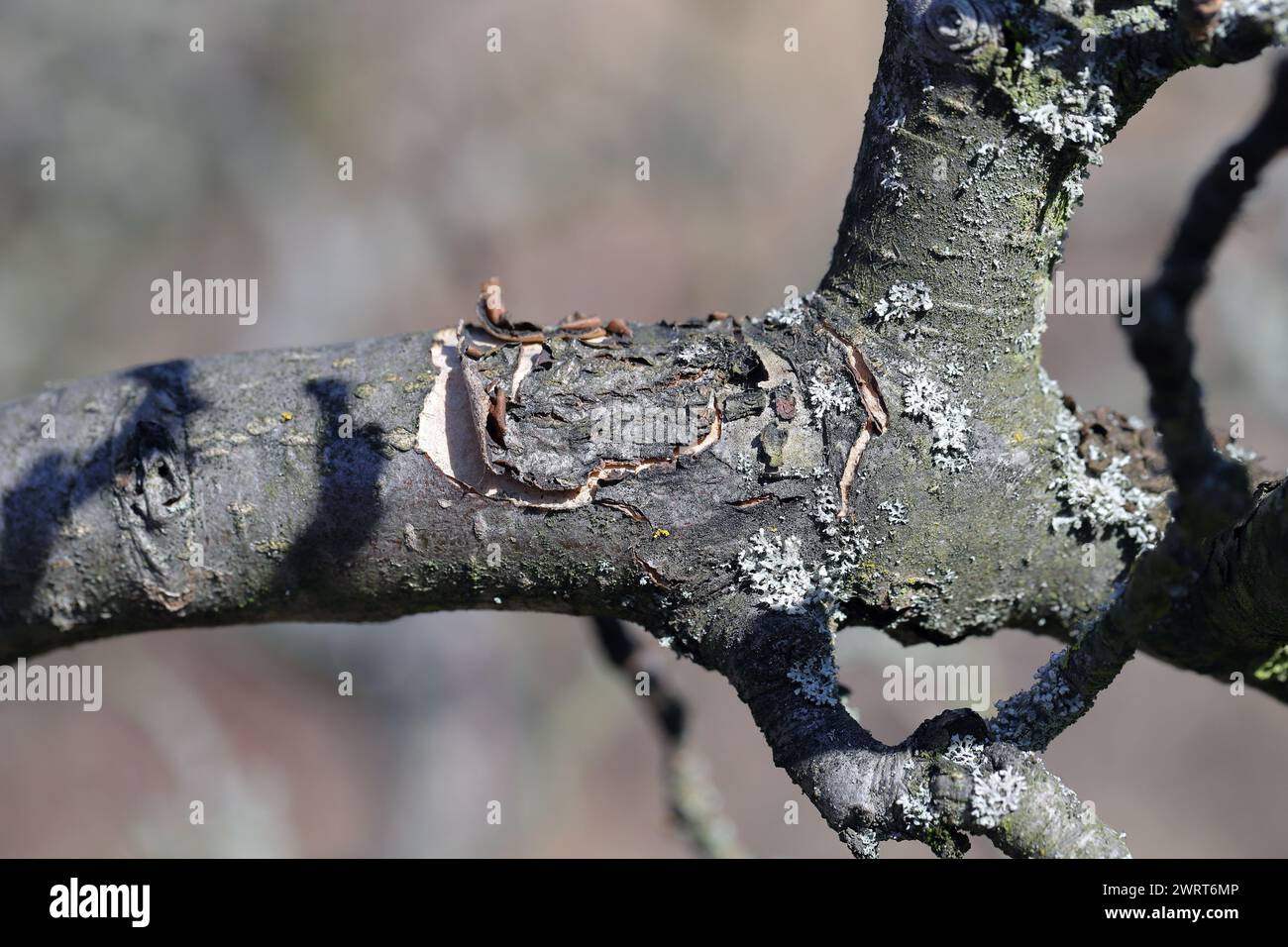 Apple branch with cracked, falling bark. Symptoms of disease or sunburn. Stock Photo