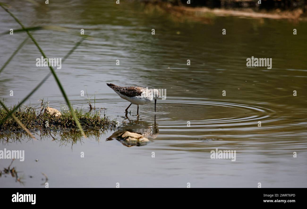 Greenshank dipping in a pond in India Stock Photo