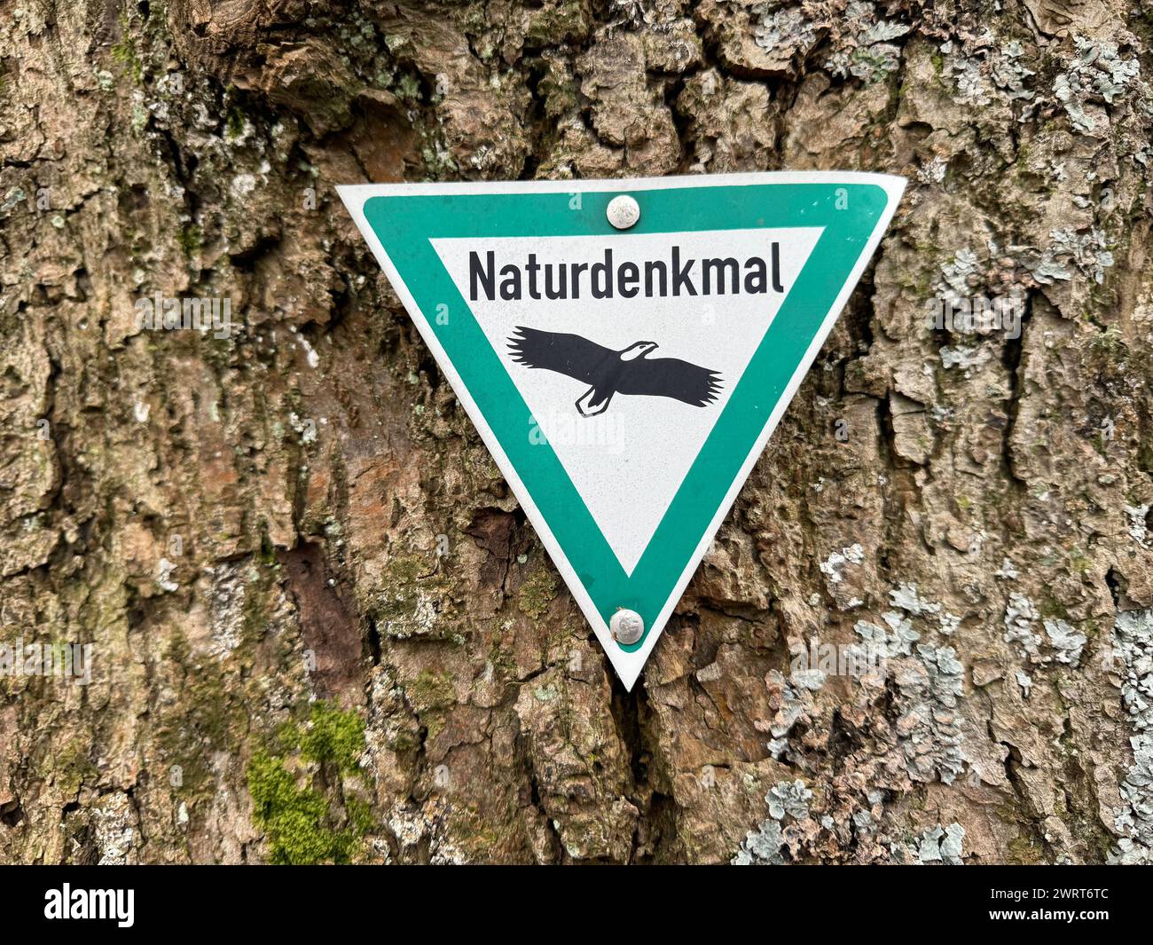 Schild Naturdenkmal an einem Baum Naturdenkmal im Siegerland am 14.03. ...